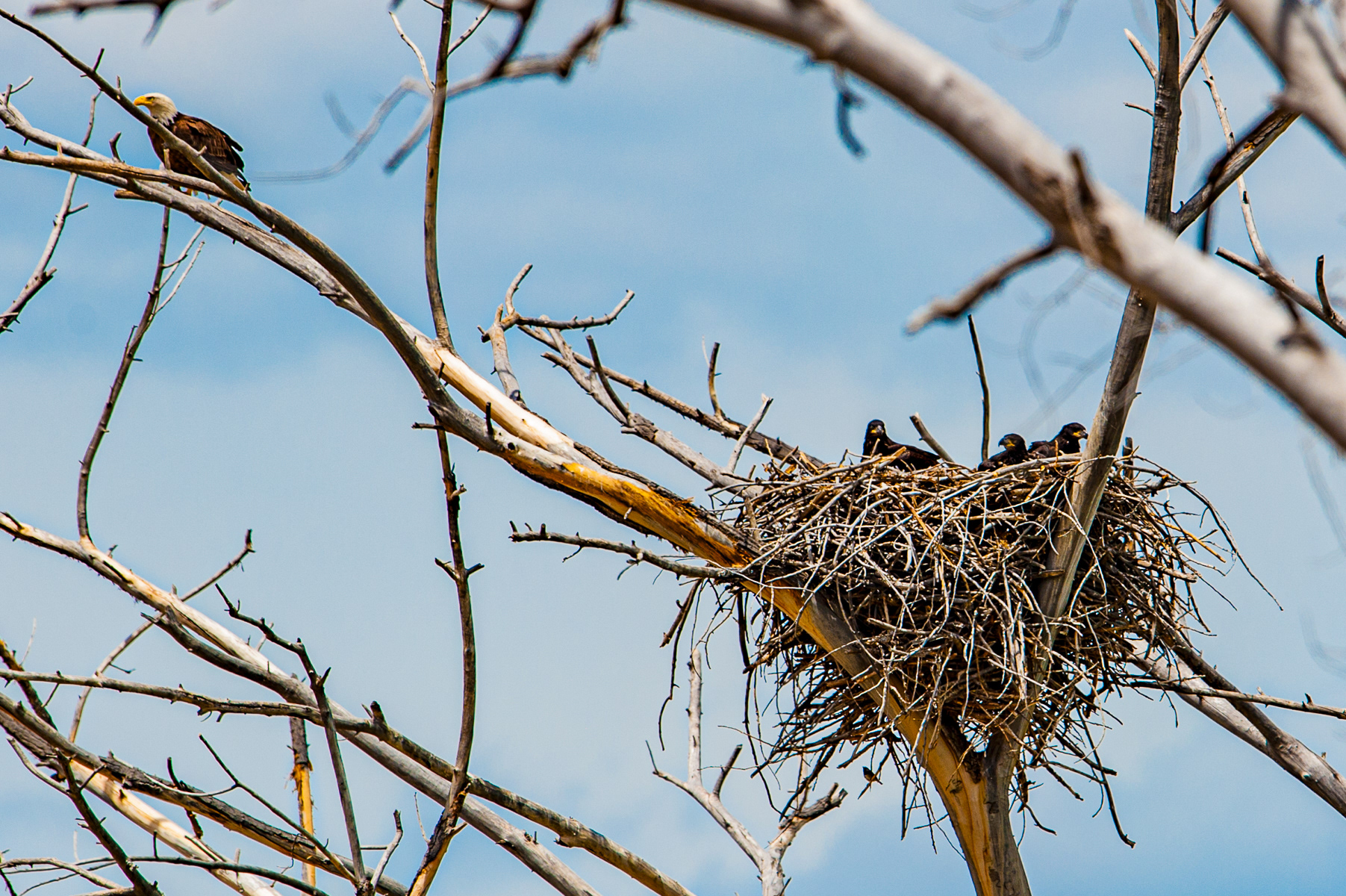 Bald Eagle Nest, Grand Junction