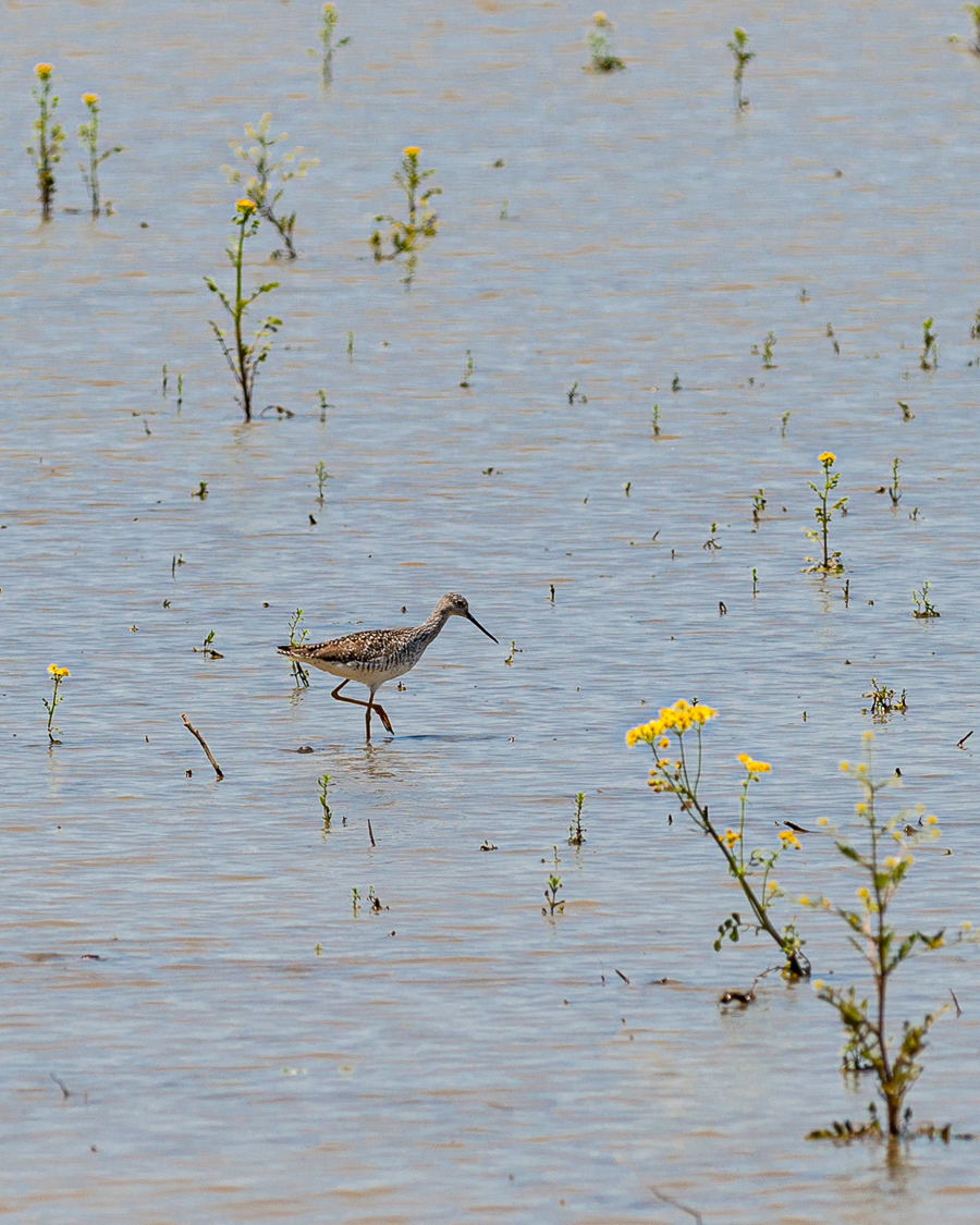 Lesser Yellowlegs, Reelfoot Lake State Park