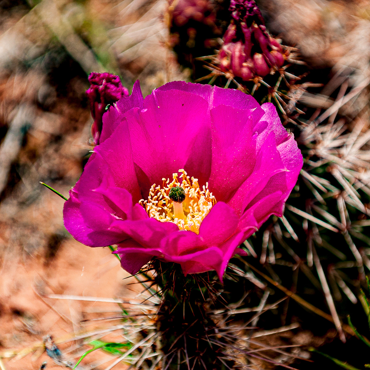 Strawberry hedgehog cactus, Monument Valley