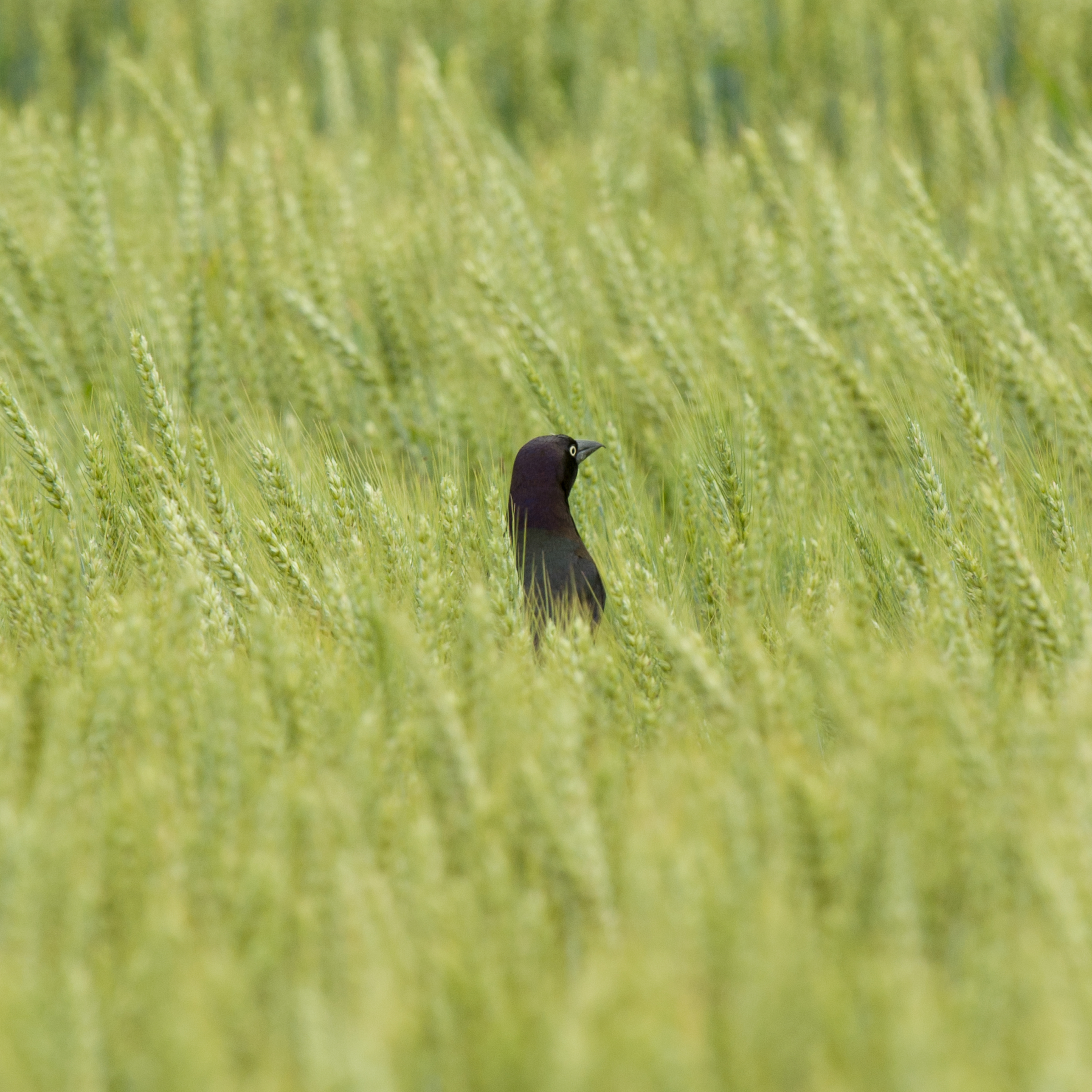 Common Grackle, Blackwater Wildlife Refuge Maryland