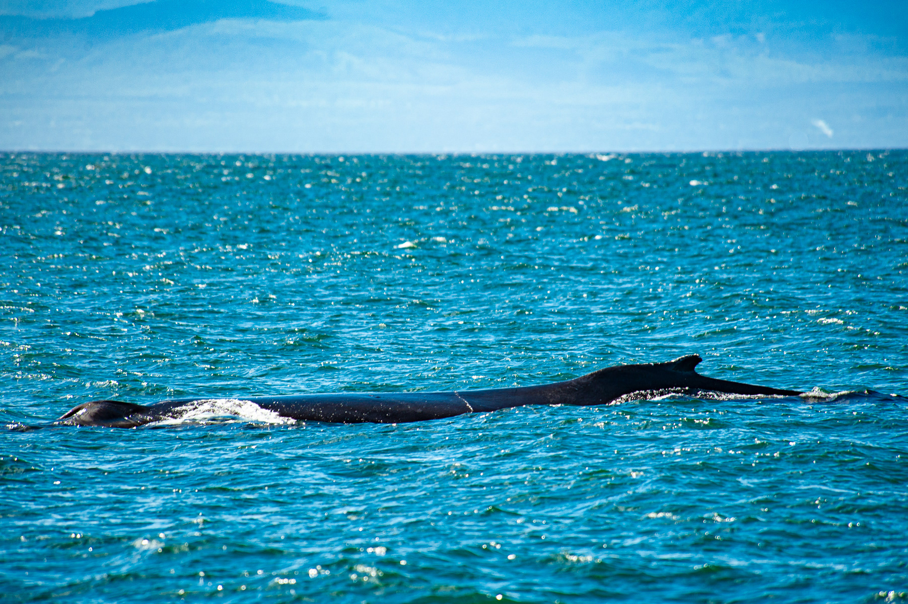 Humpback Whale, Victoria