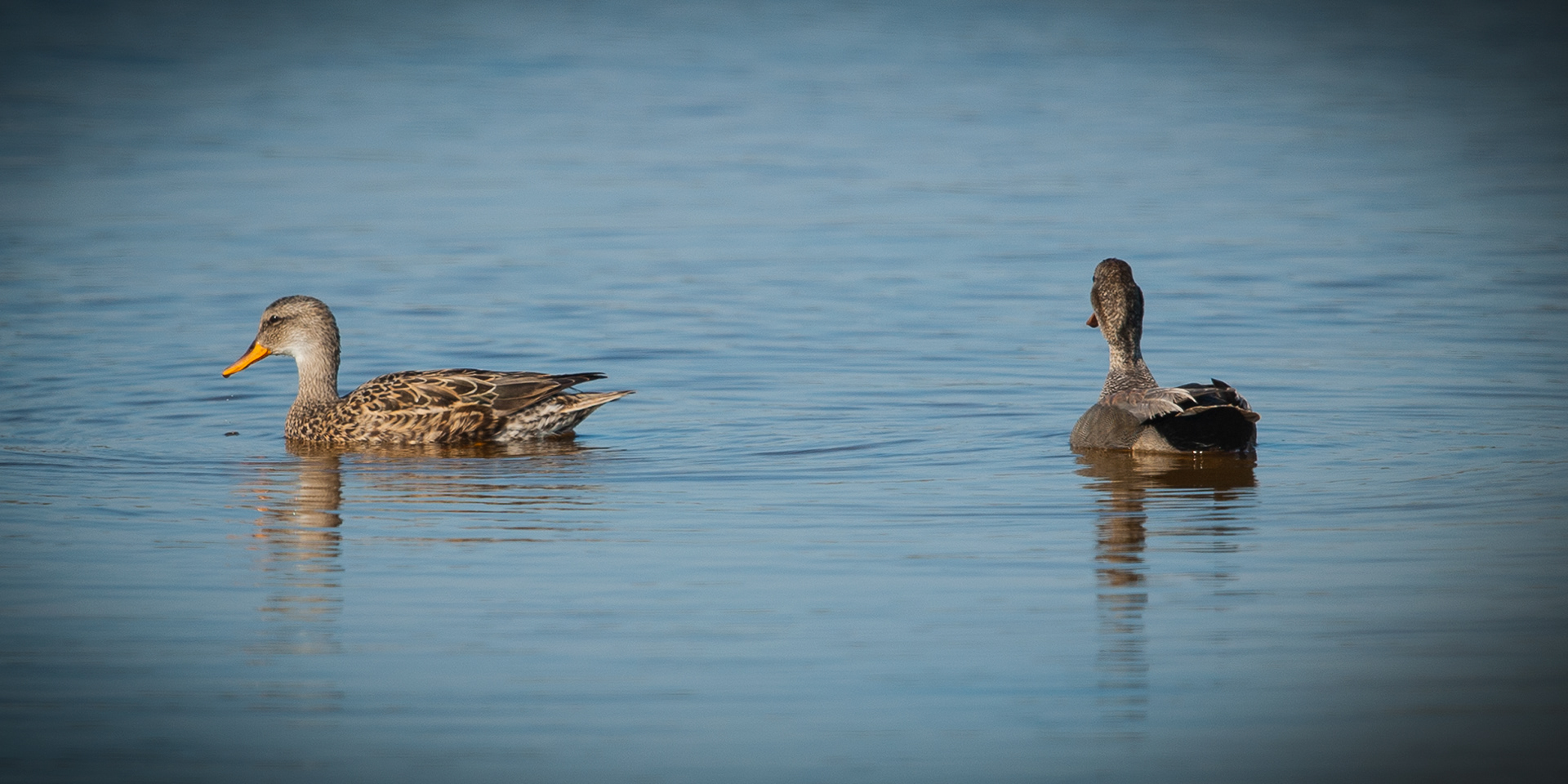 Mallard, Cape May