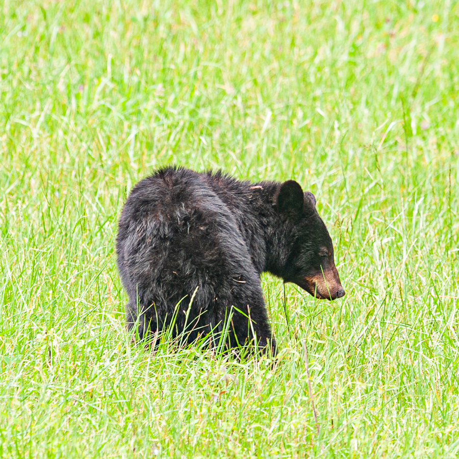 Black Bear, Cades Cove