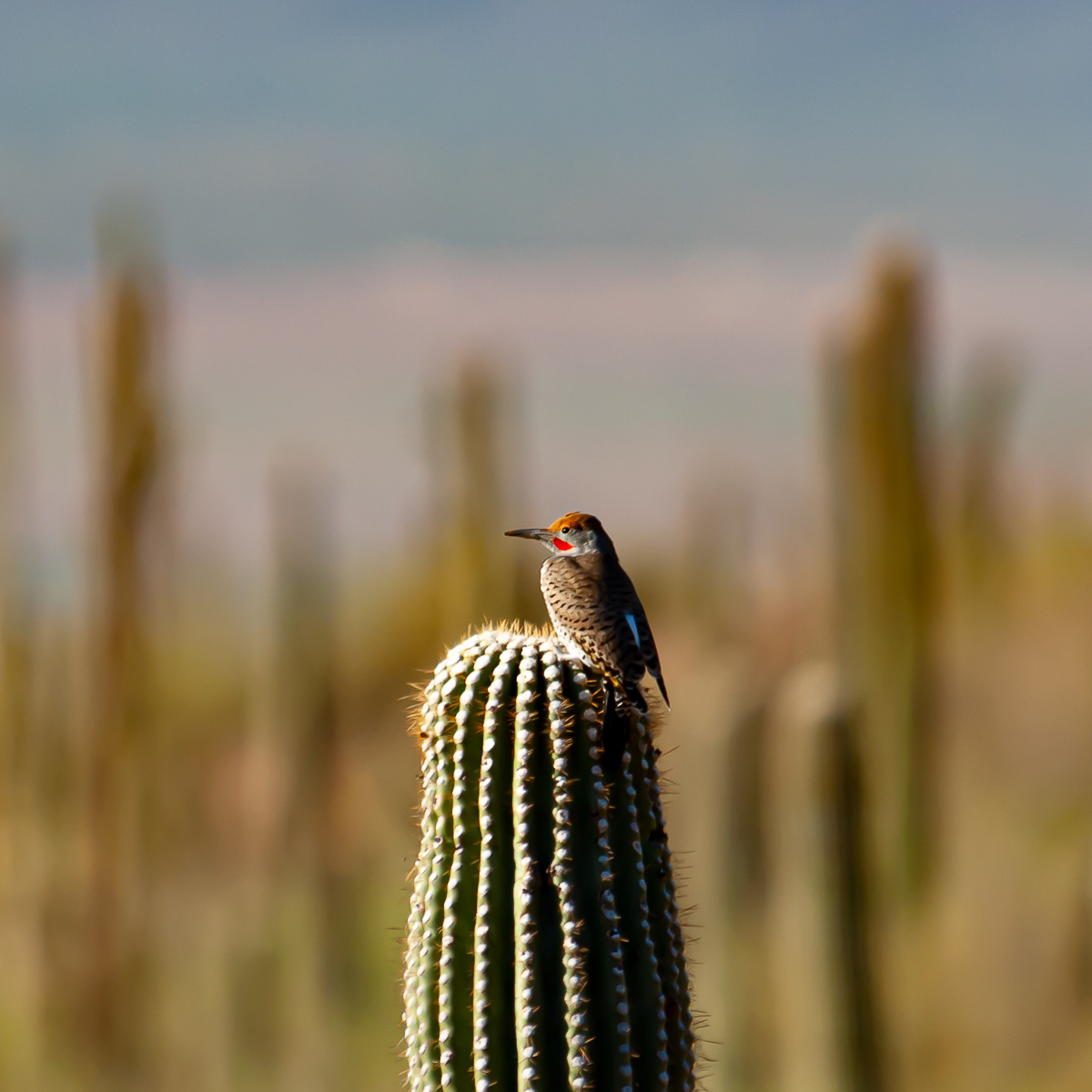 Gila Woodpecker, Saguaro National Park