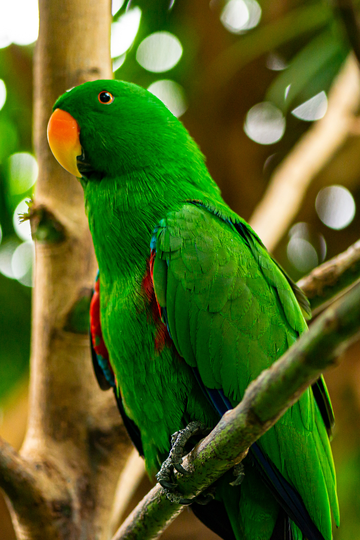 Eclectus Parrot,Victoria Butterfly Garden (captive)