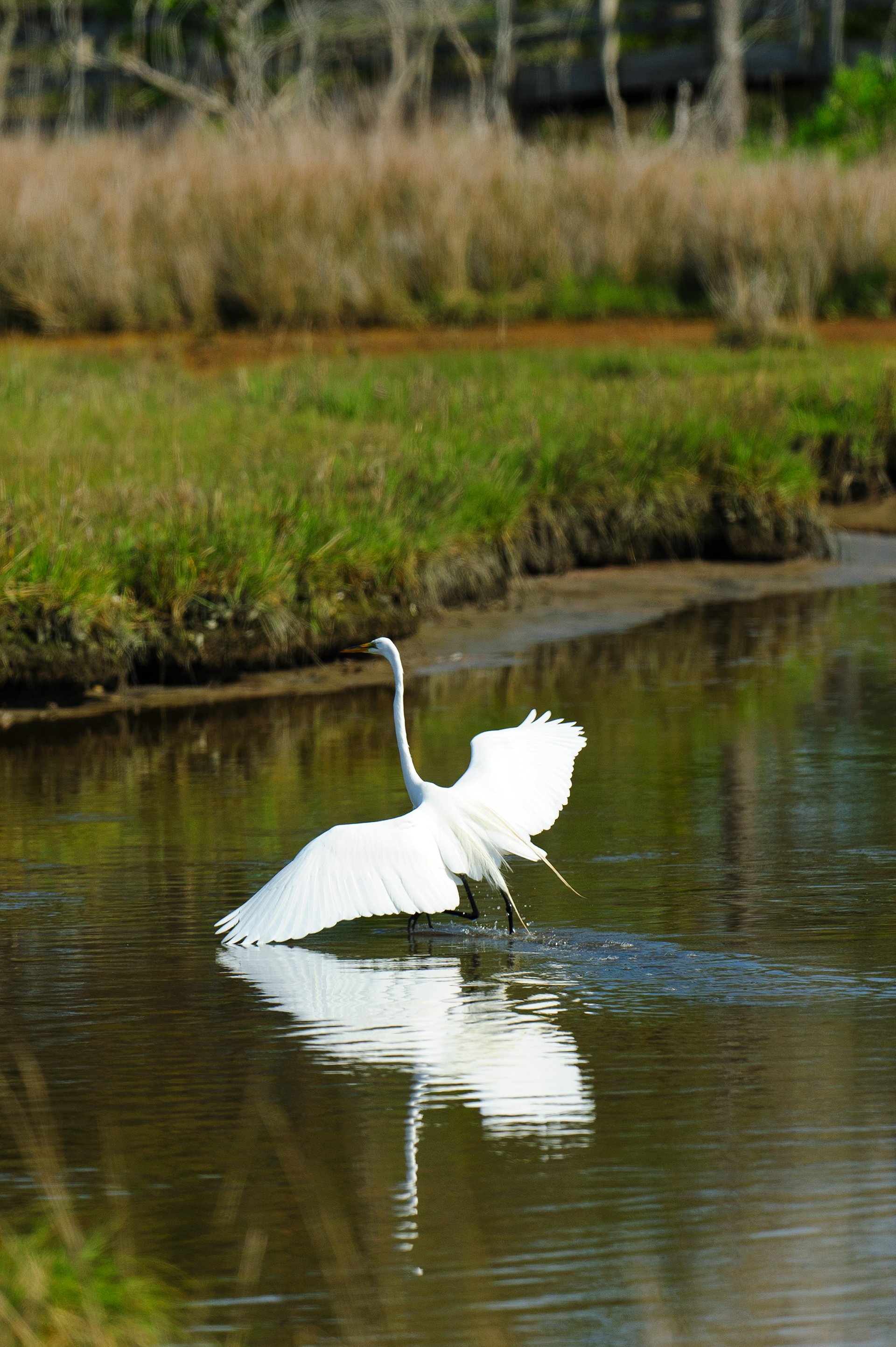 Great Egret, Assateague Island National Seashore 
