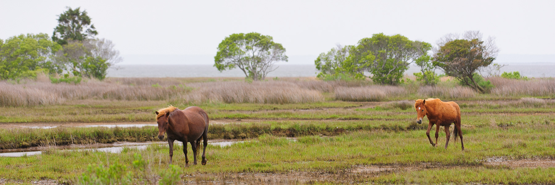 Feral Horses, Assateague Island National Seashore 