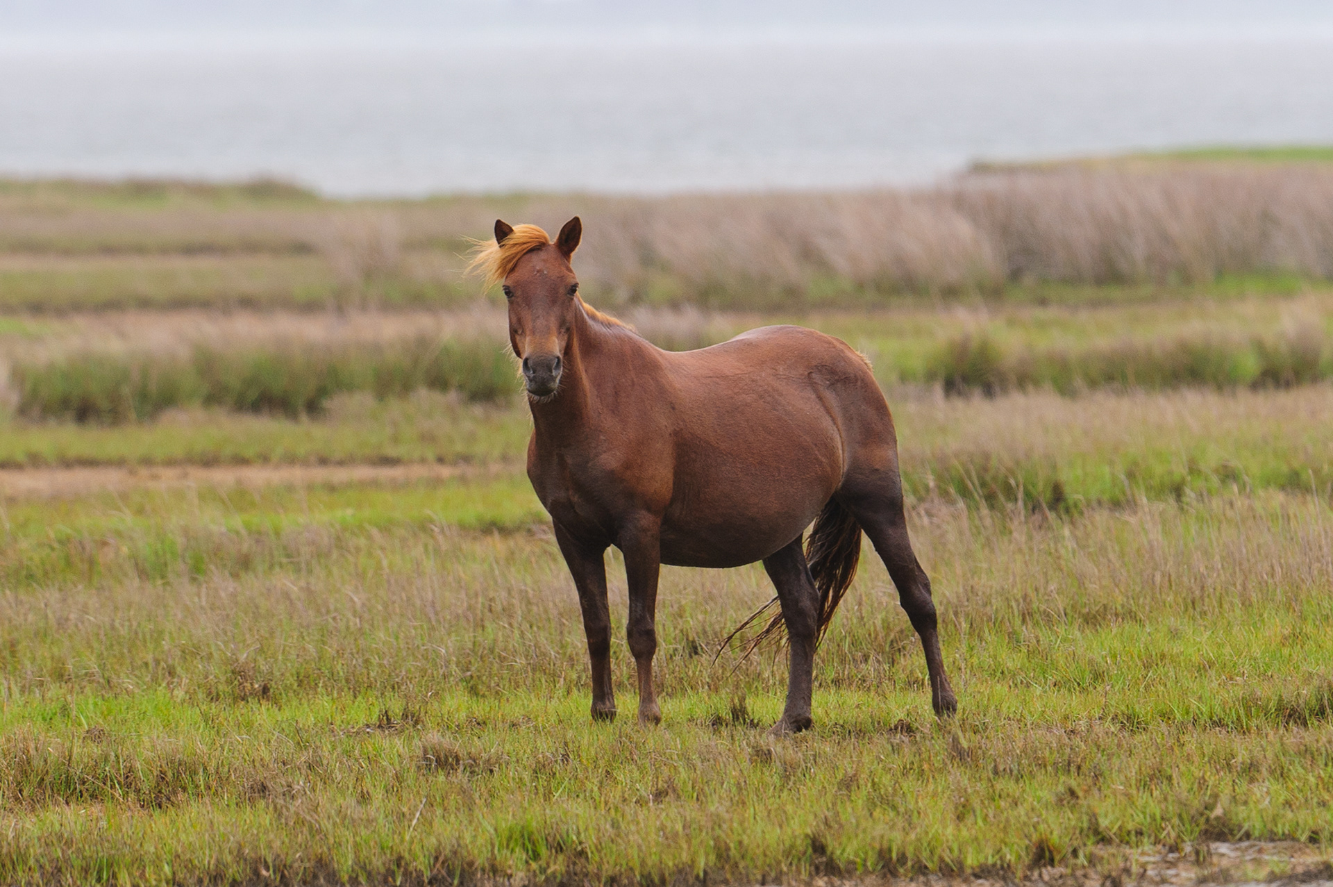 Feral Horse, Assateague Island National Seashore 