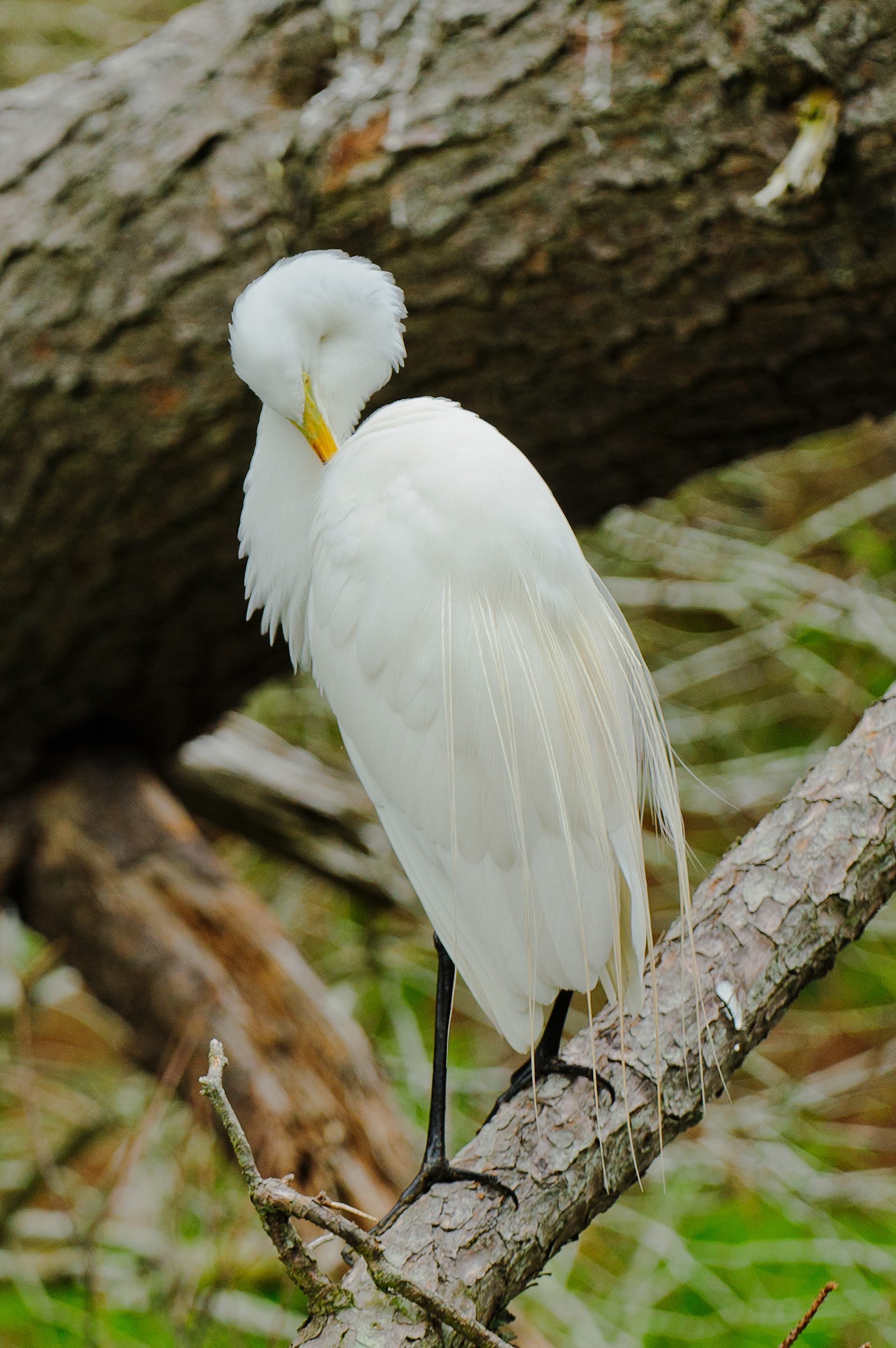 Great Egret, Assateague Island National Seashore 