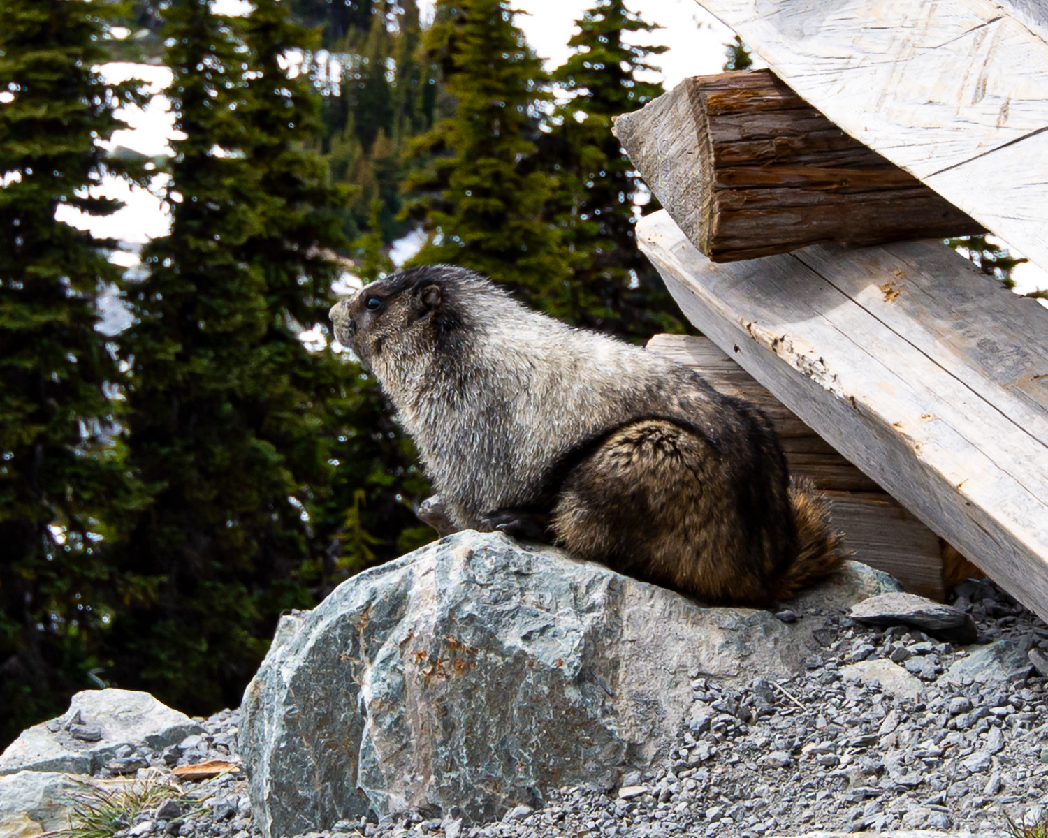 Marmot, Whistler