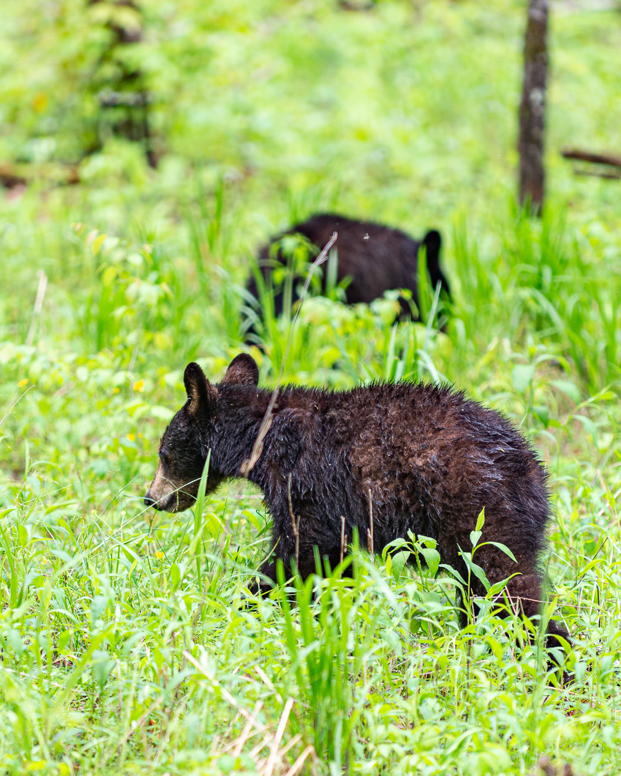 Black Bear, Cades Cove