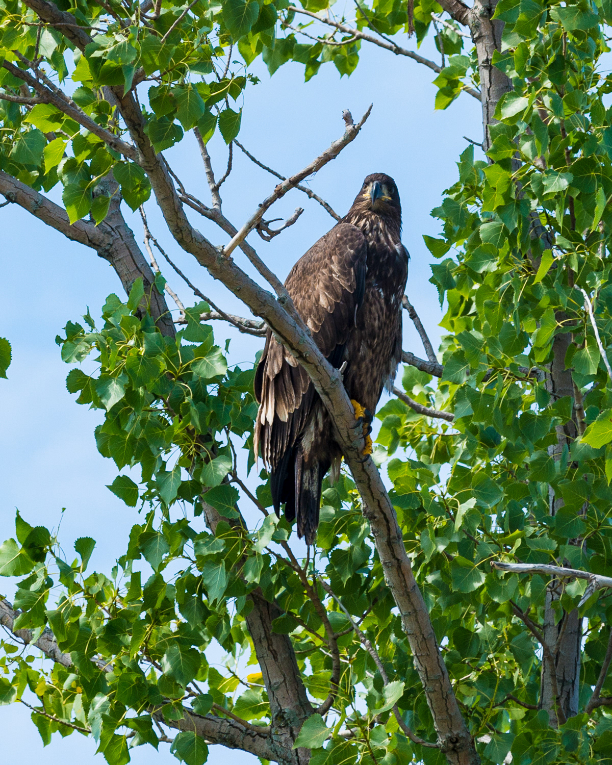 Golden Eagle,  Sleeping Bear Point