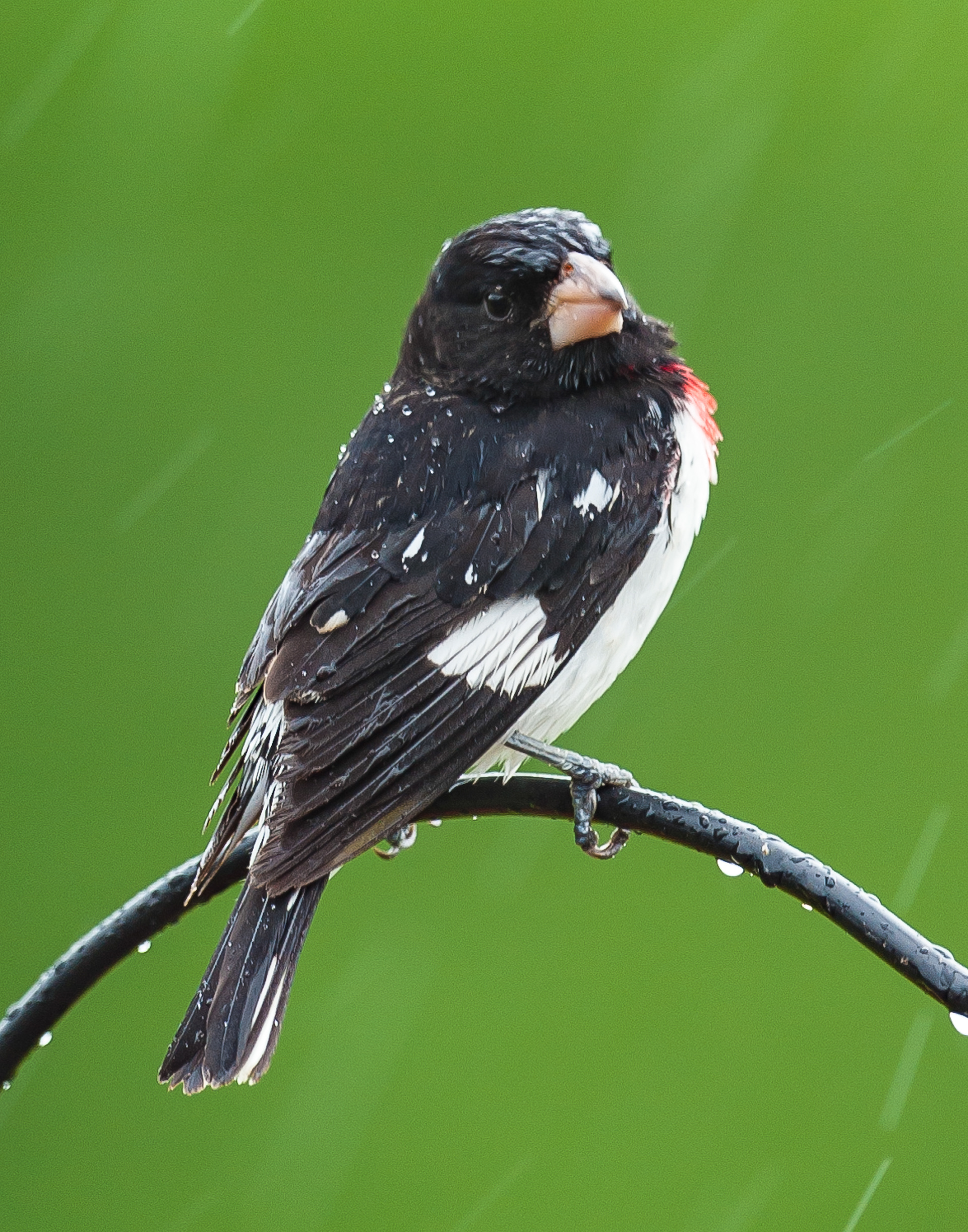 Rose -breasted Grosbeak, Fayetteville