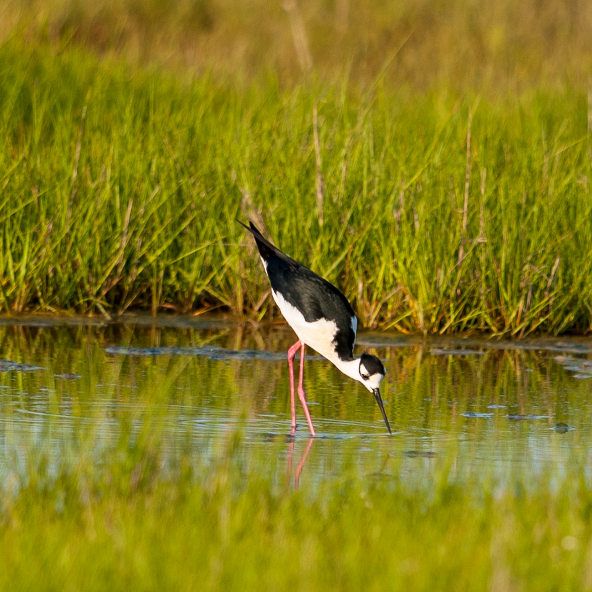 Black-necked Stilt,  Assateague Island National Seashore 