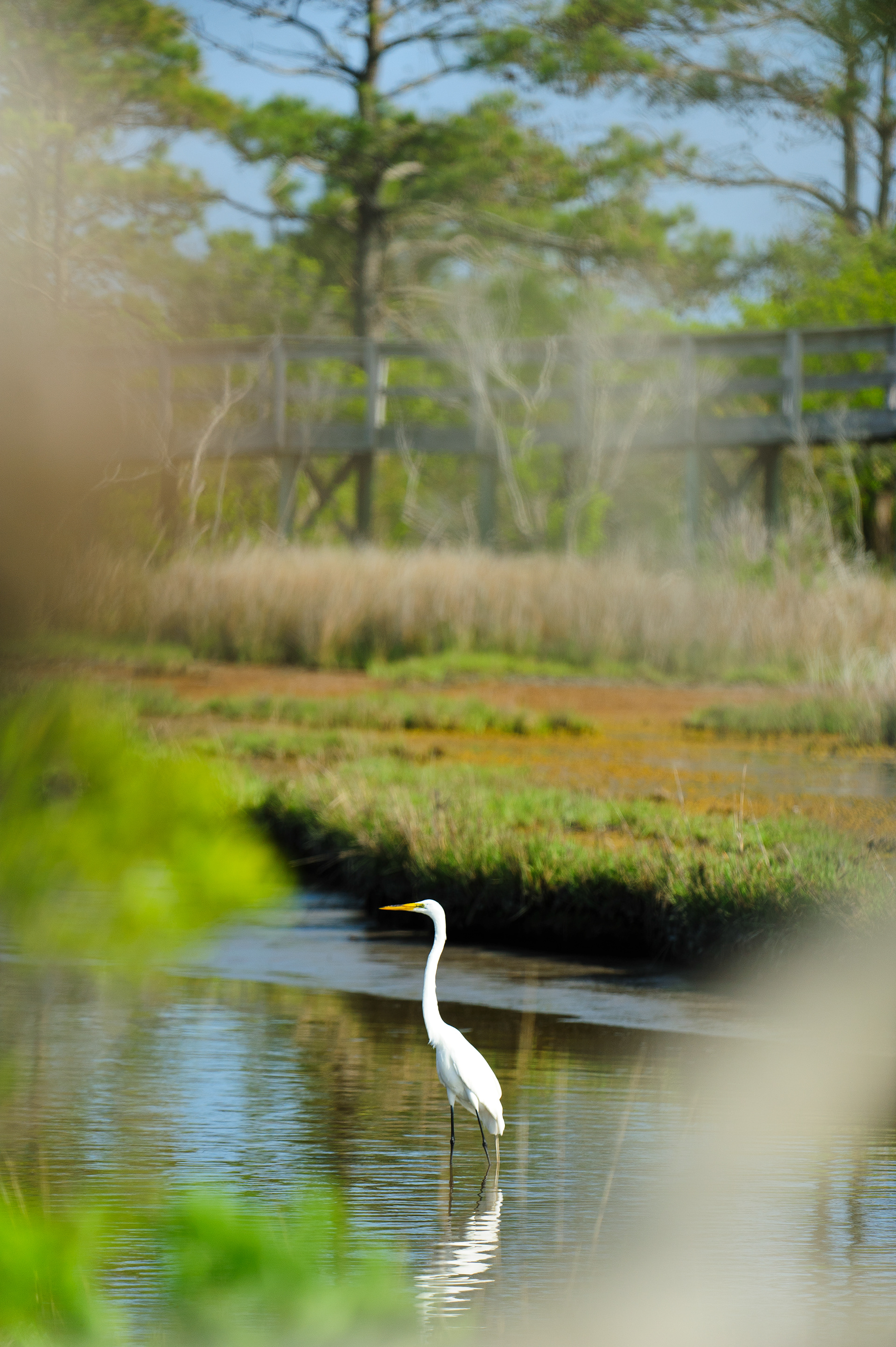 Great Egret, Assateague Island National Seashore 