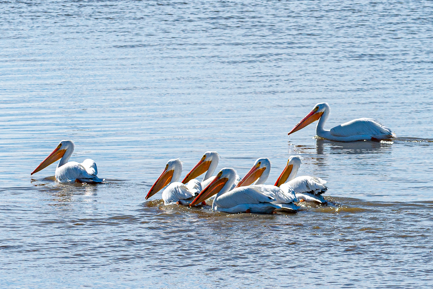 American White Pelican, St. Simons Island