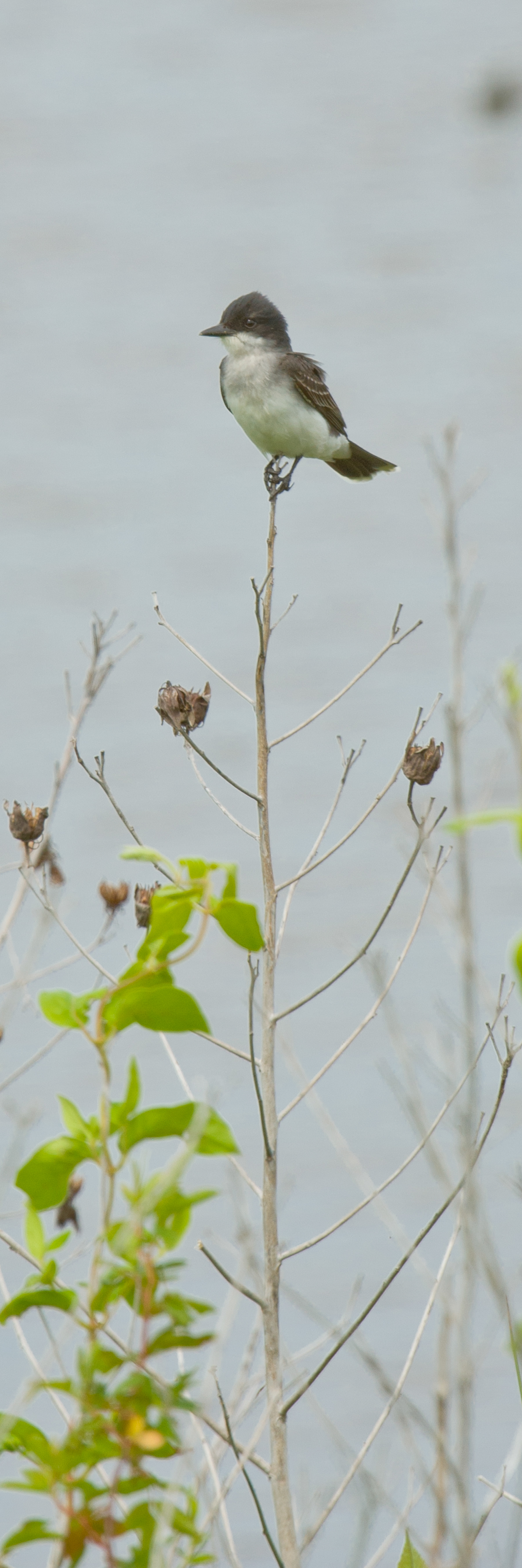 Eastern Kingbird, Blackwater National Wildlife Refuge 