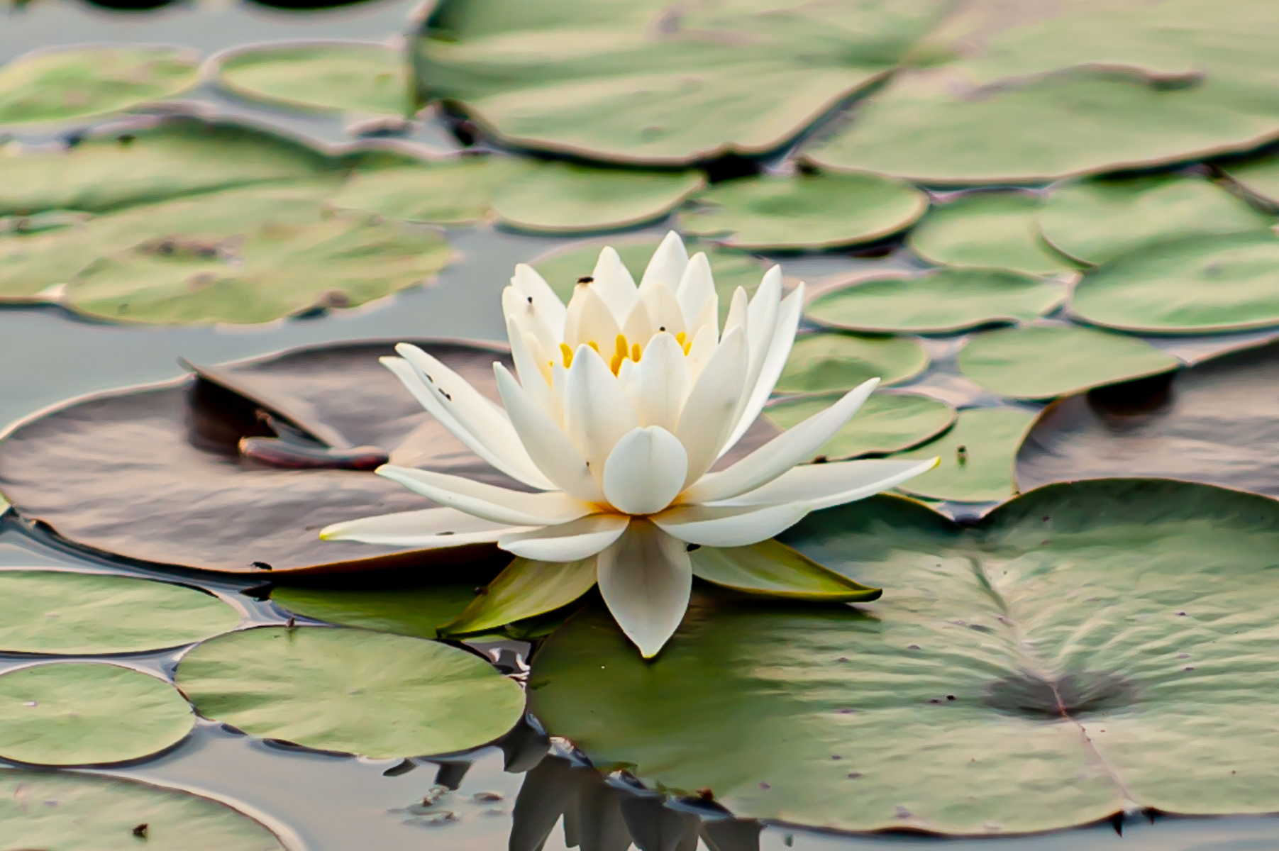 Water Lilly, National Wildlife Refuge Laurel Maryland
