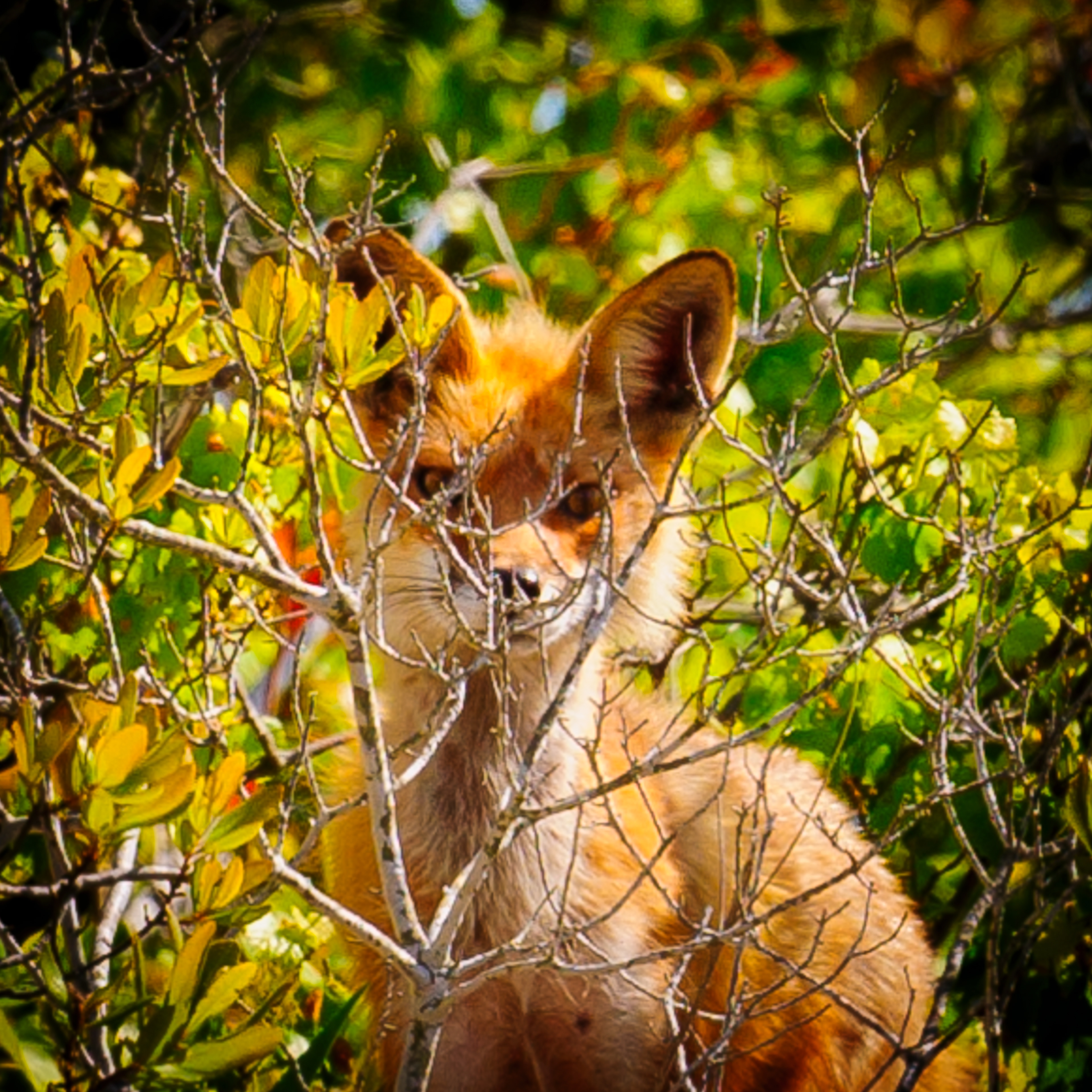 Peek-a-Boo Fox, Assateague Island National Seashore 