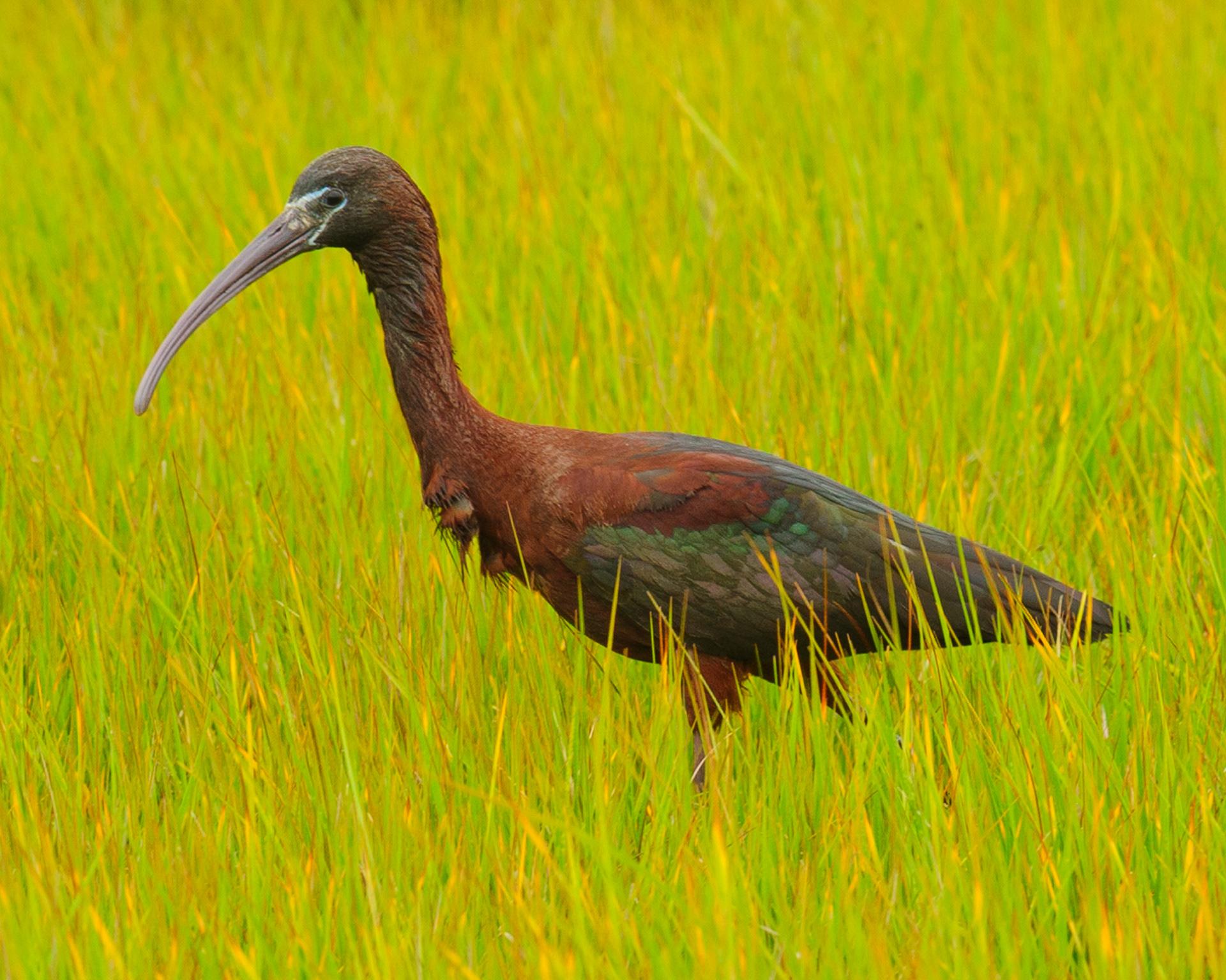 Glossy Ibis, Assateague Island National Seashore 