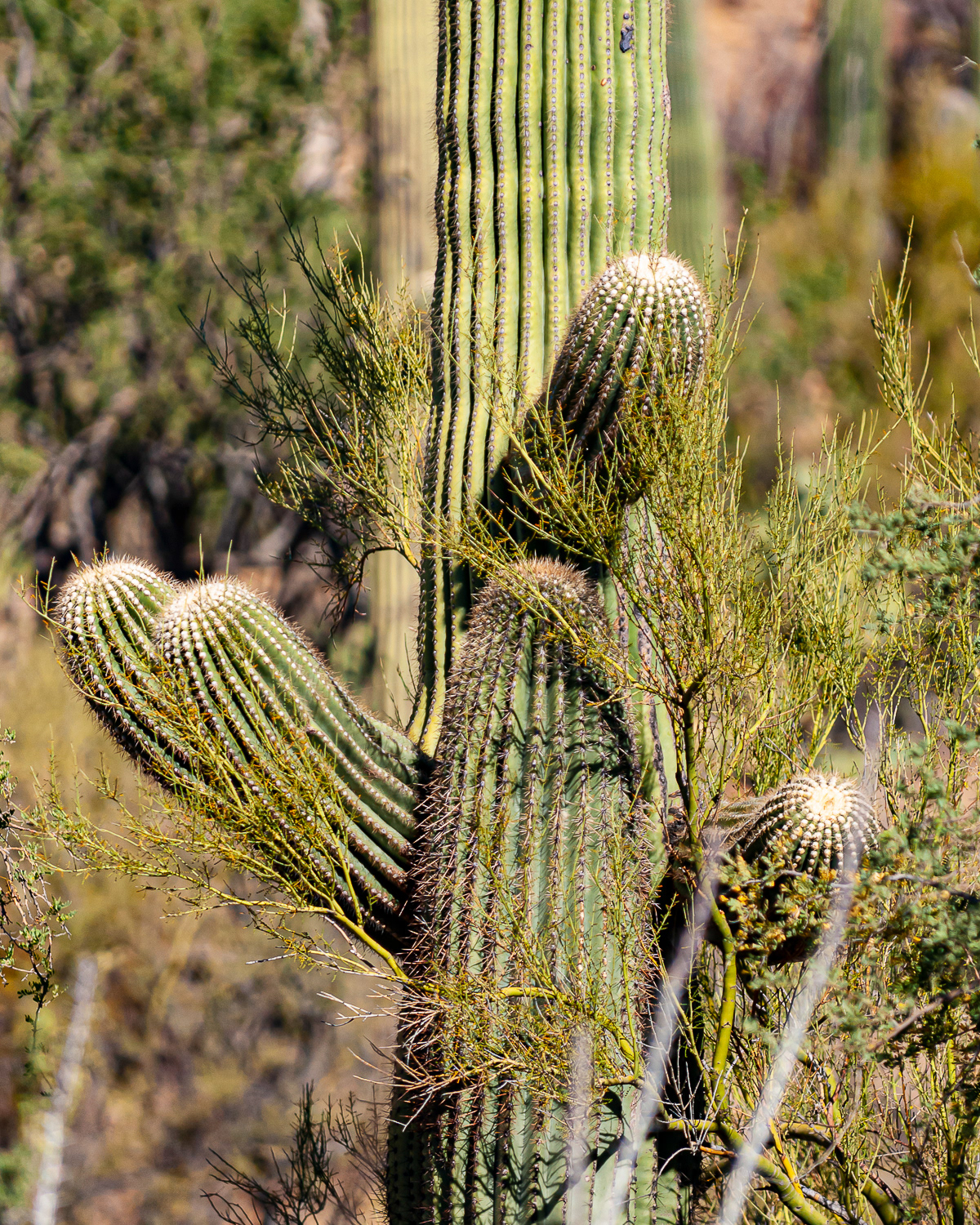 Saguaro National Park