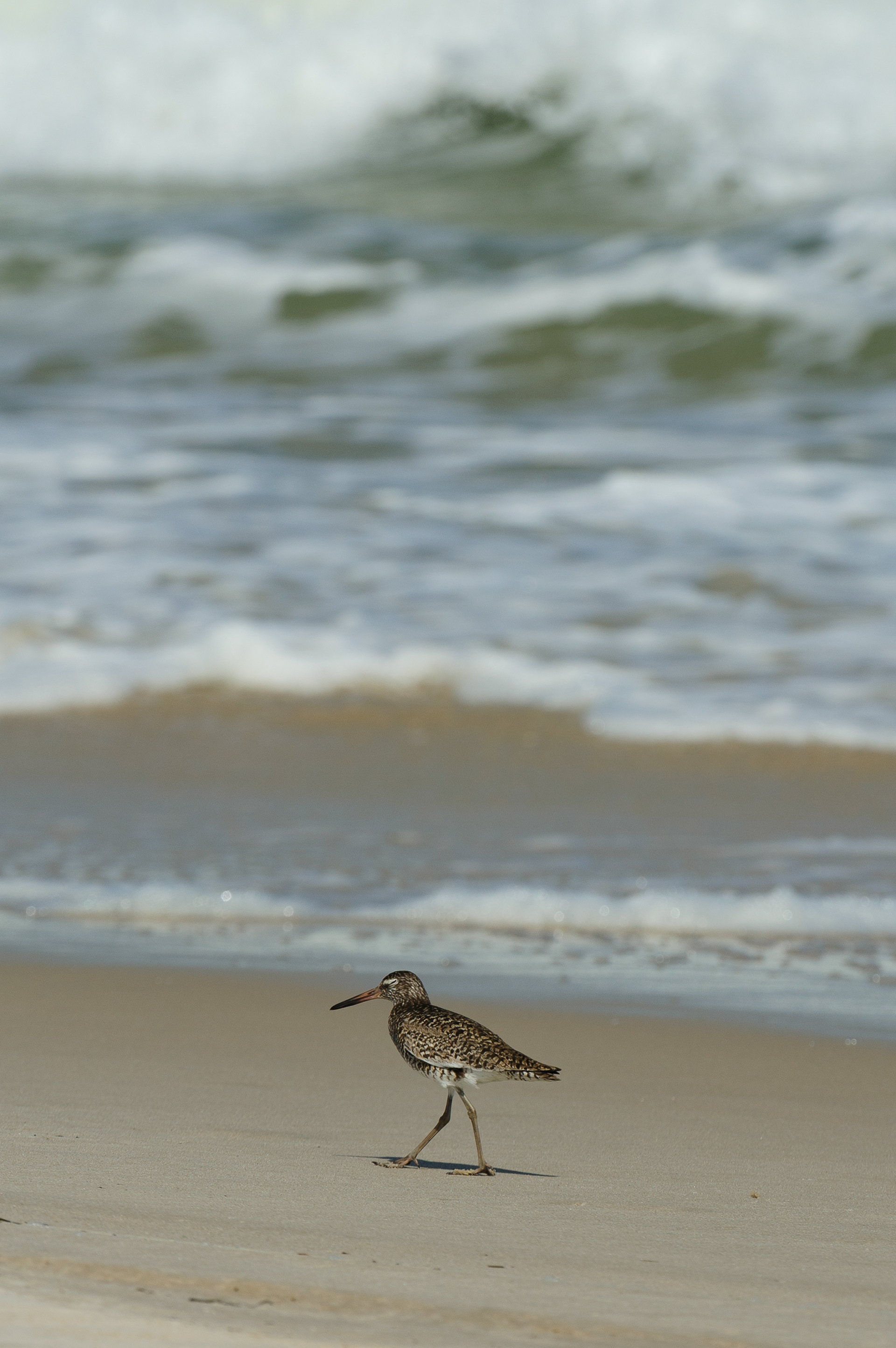 Eastern Willet, Assateague Island National Seashore 
