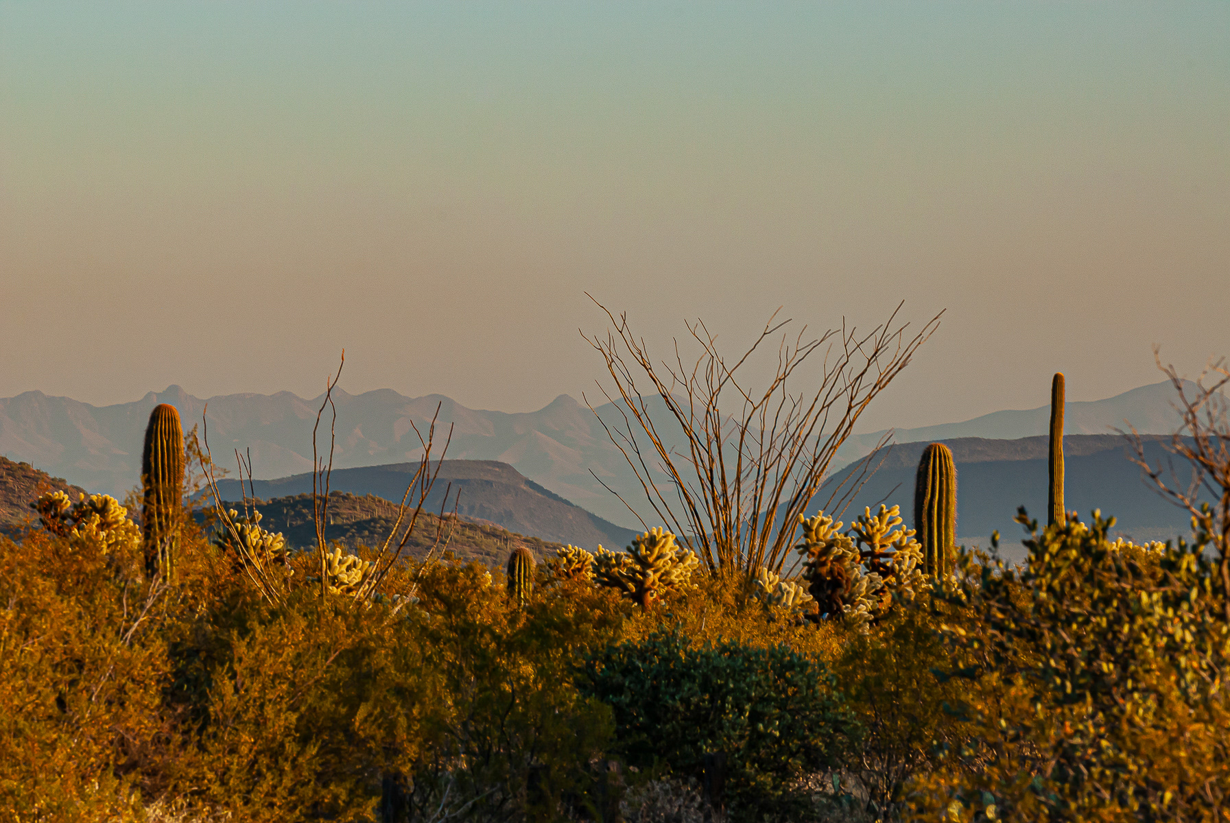 Saguaro National Park