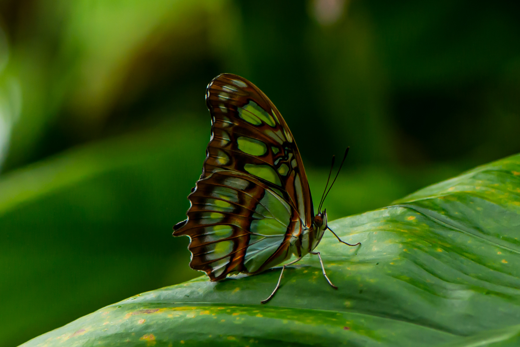Malachite, Victoria Butterfly Garden (captive)