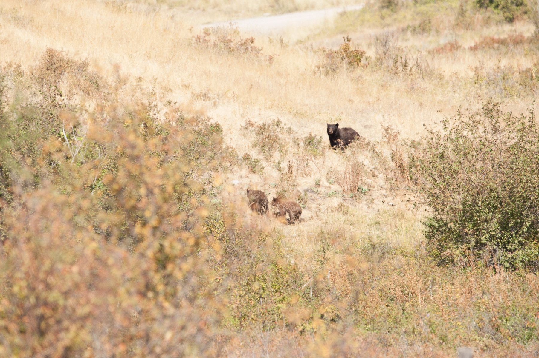 Black Bear, National Bison Range, Moiese