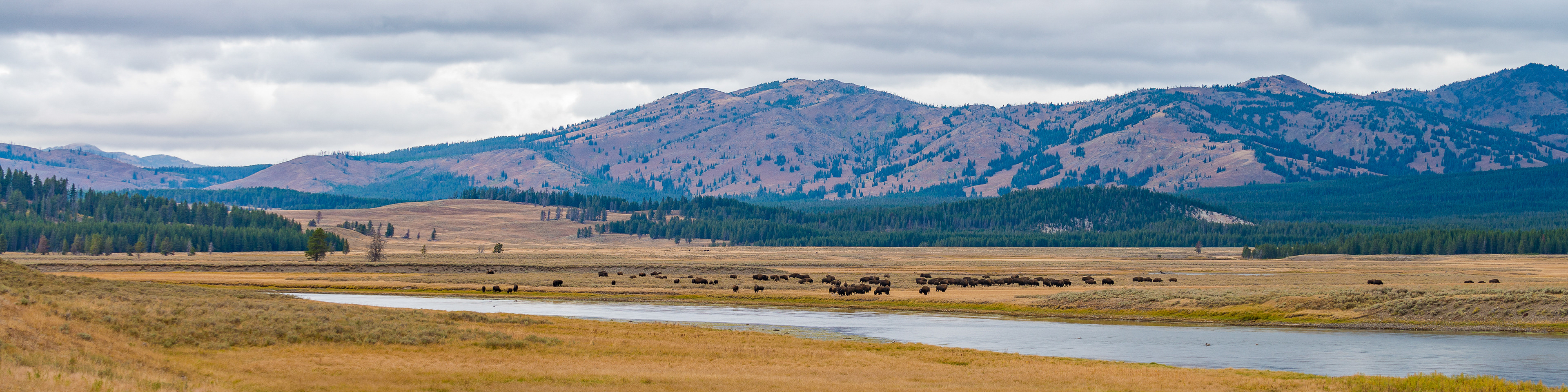 Bison Herd, Yellowstone National Park