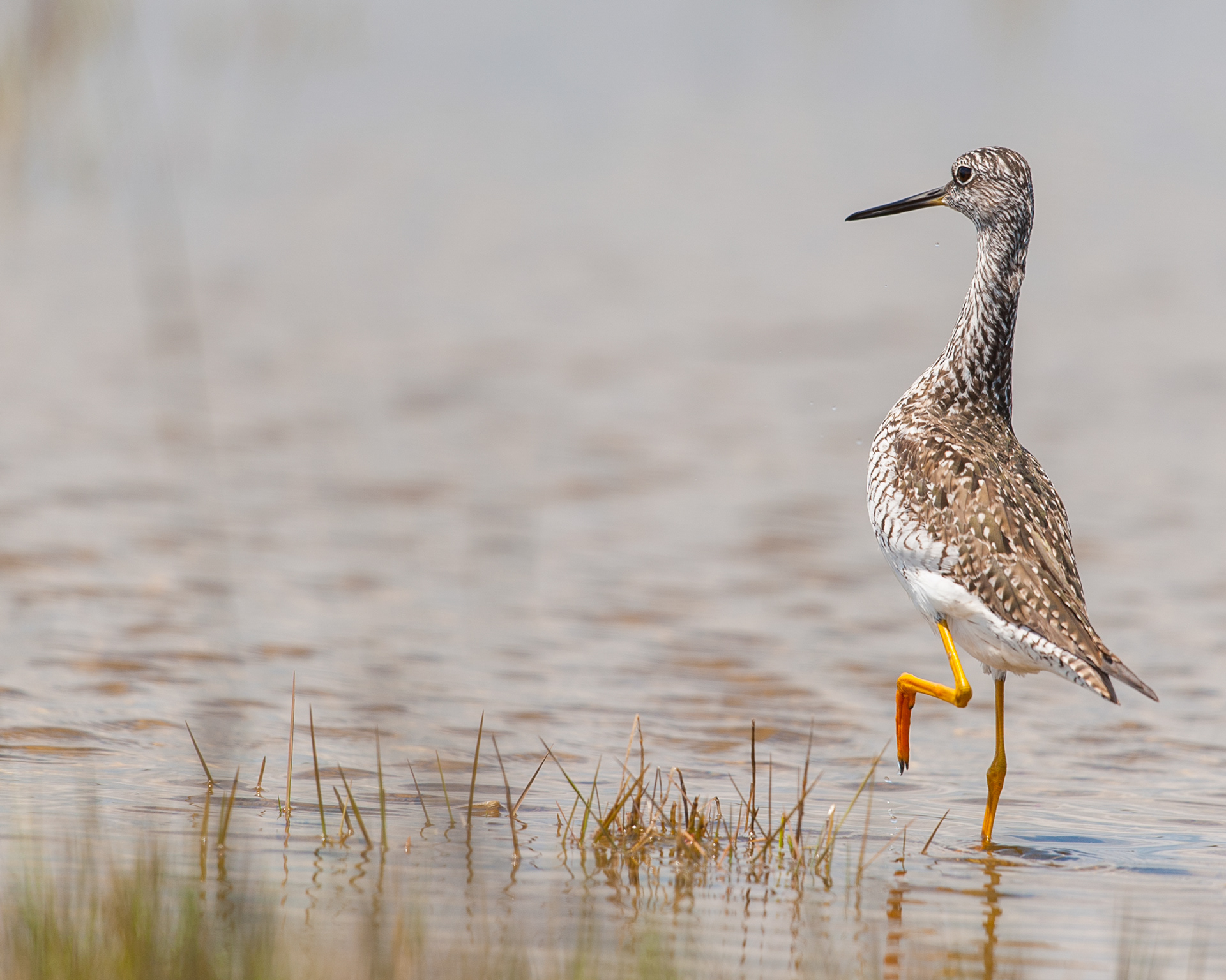 Lesser Yellow Legs, Cape May New Jersey