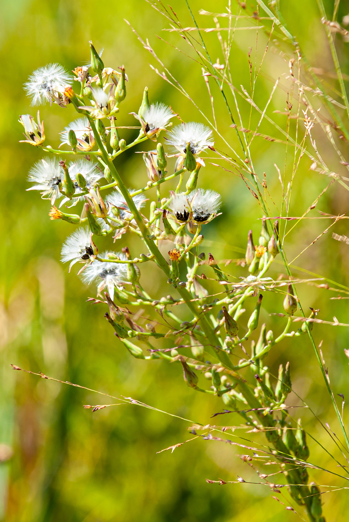 Unknown, Eastern Shore