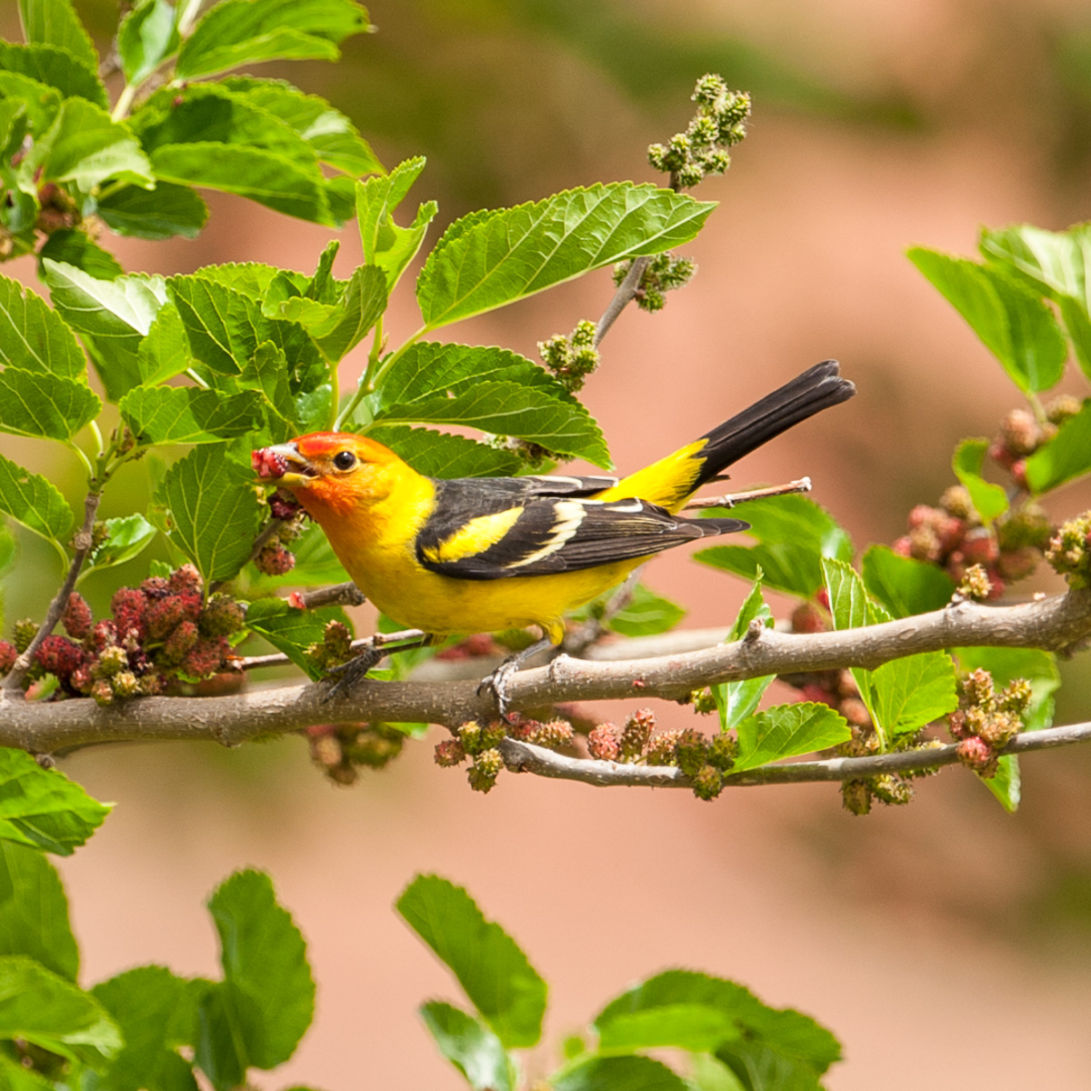 Western Tanager, Moab