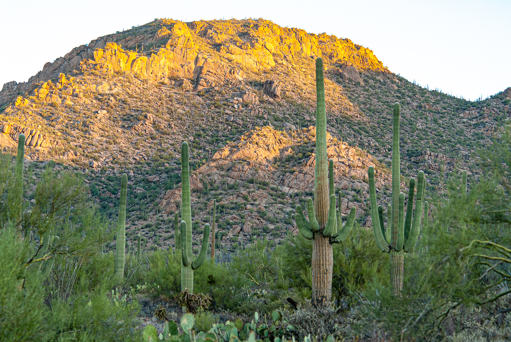 Saguaro National Park, Arizona