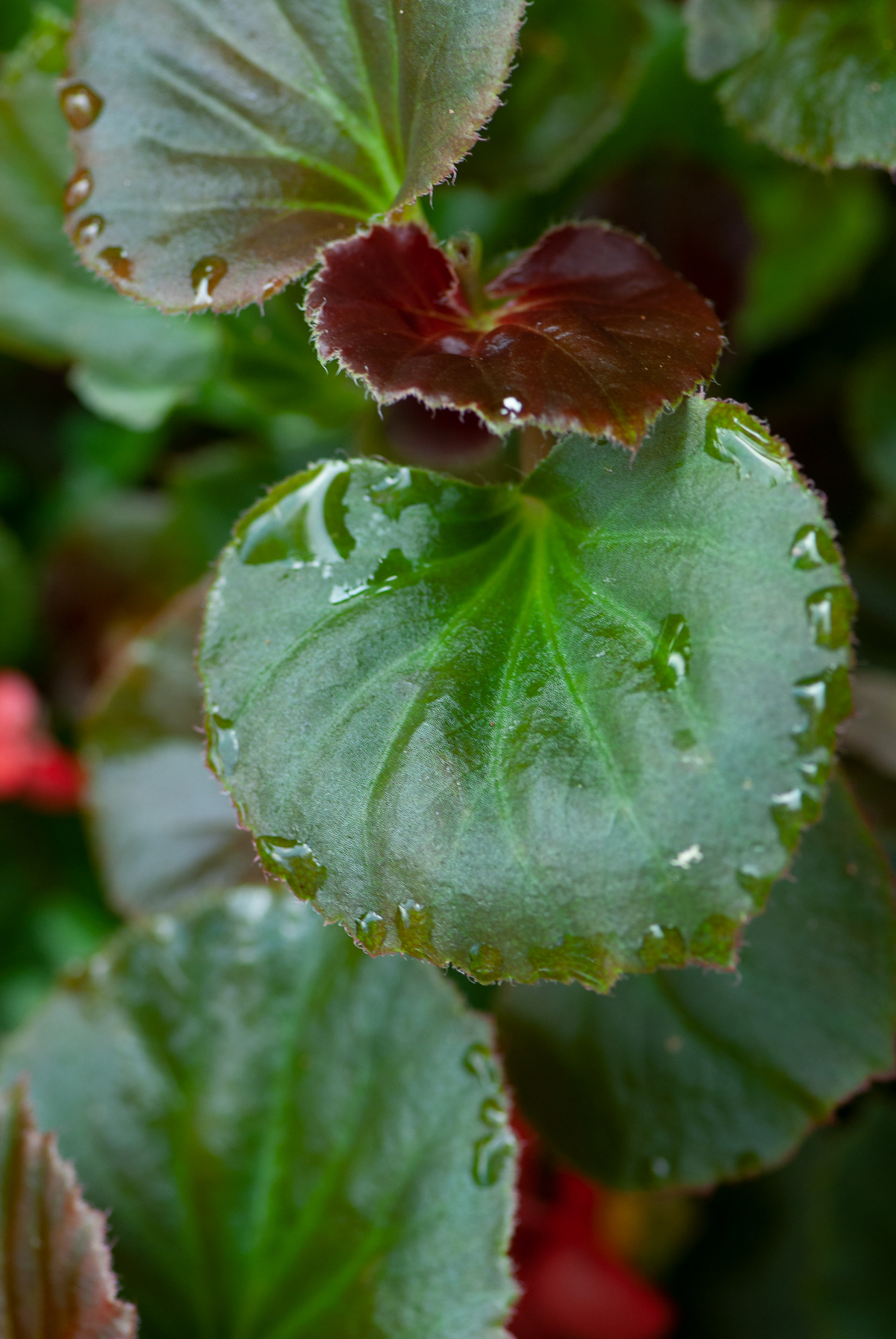 Begonia, St. Simons Island