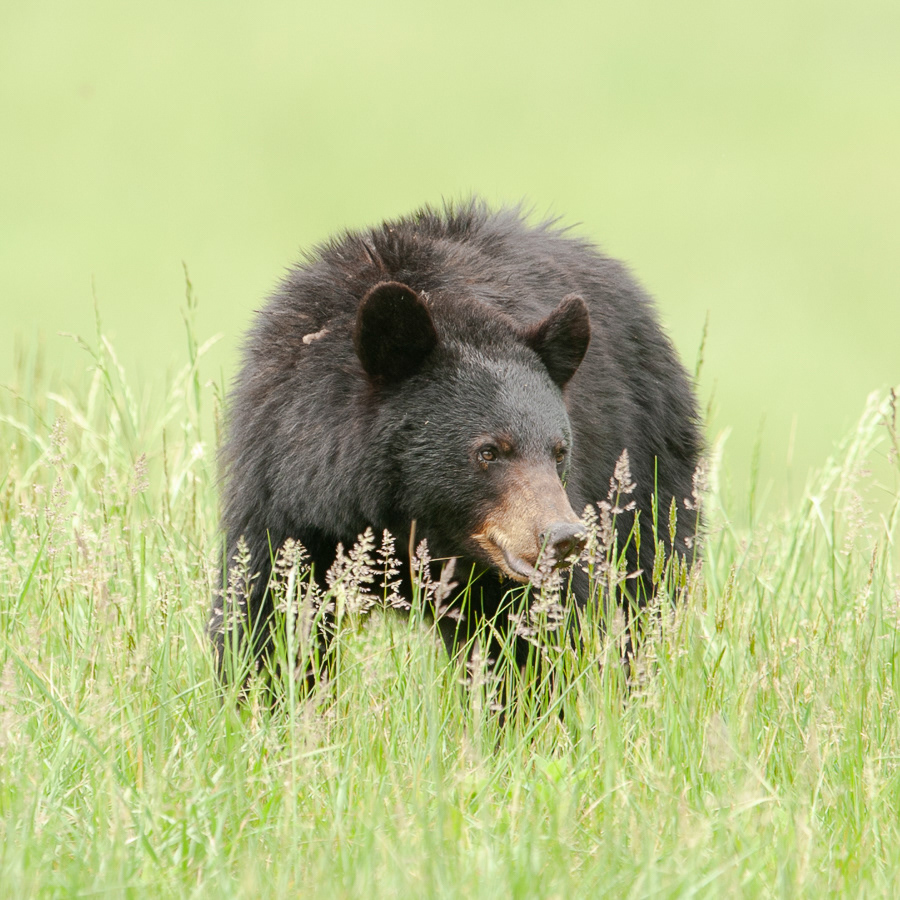 Black Bear, Cades Cove
