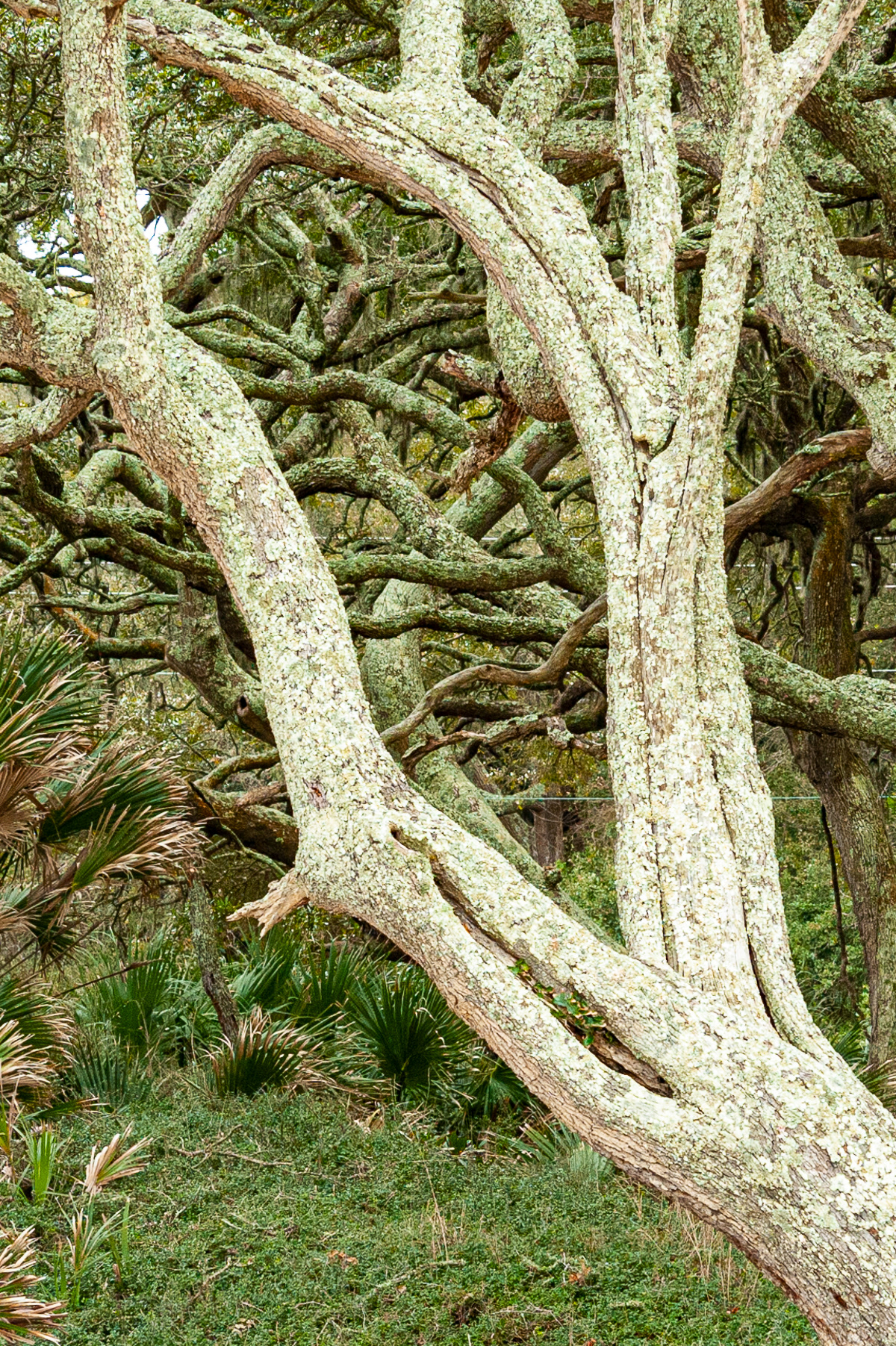 Live Oak Tree, Jekyll Island