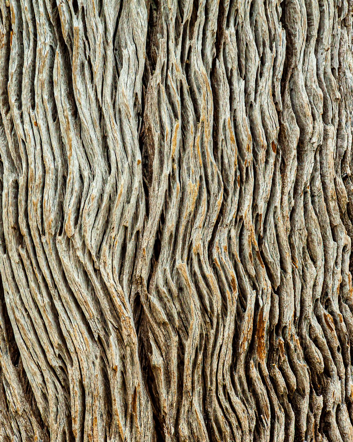 Driftwood, Jekyll Island