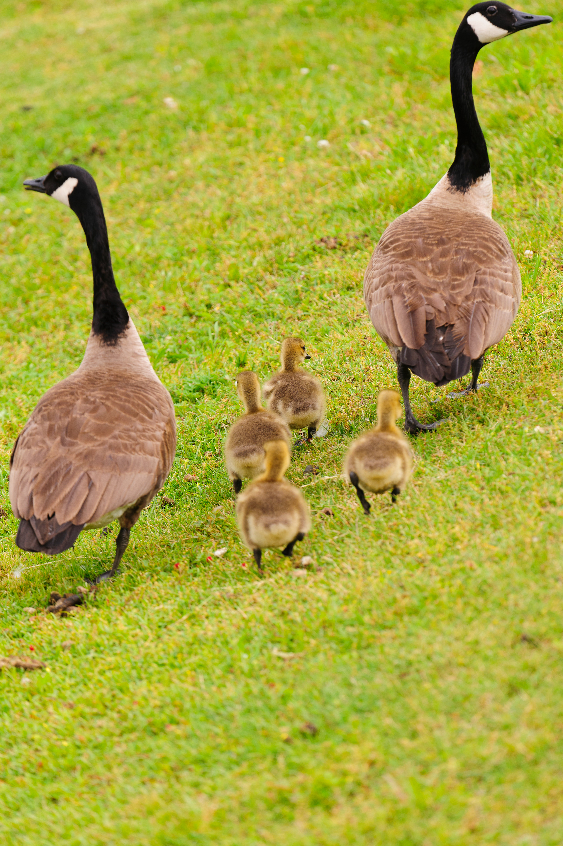 Canada Geese ,Blackwater National Wildlife Refuge 