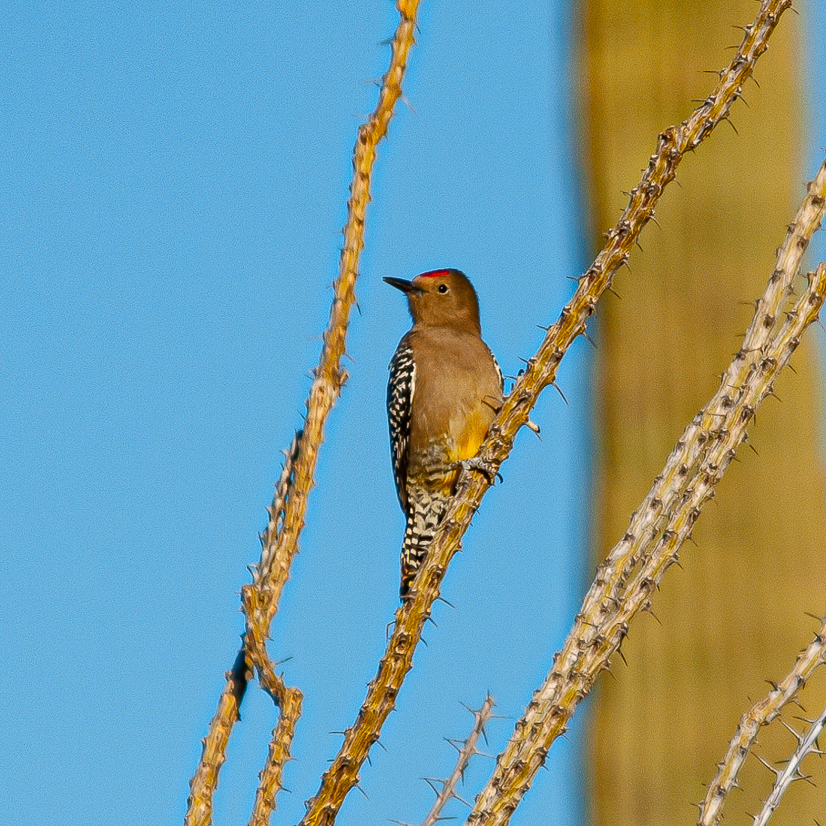 Gila Woodpecker, Saguaro National Park