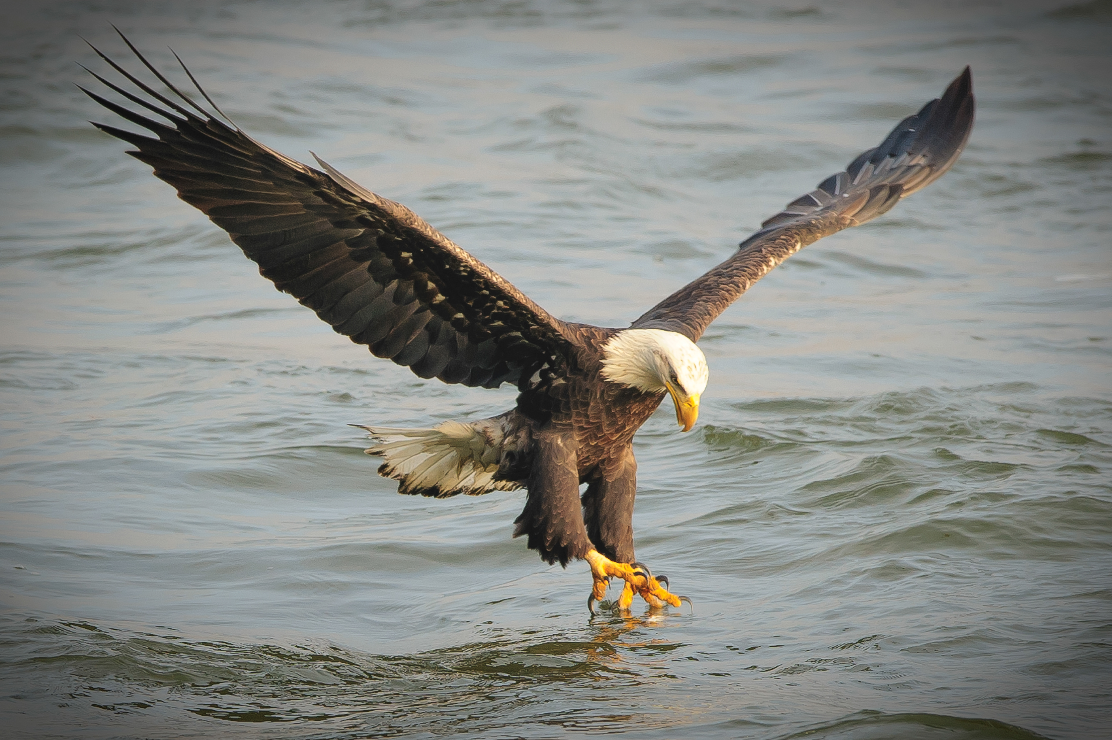Bald Eagle, Darlington Maryland