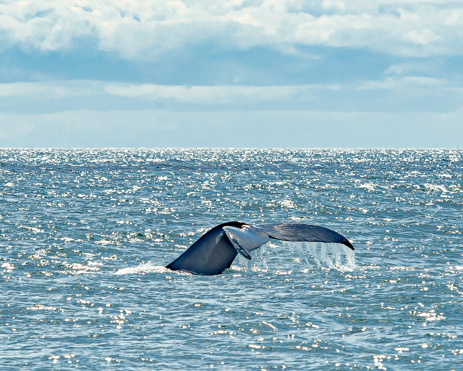 Humpback Whale, Victoria