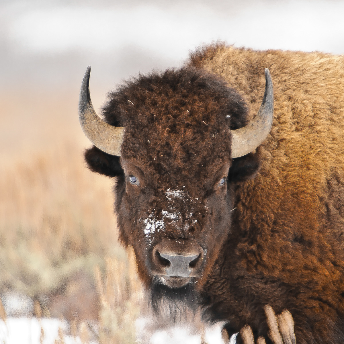 Bison, Yellowstone National Park