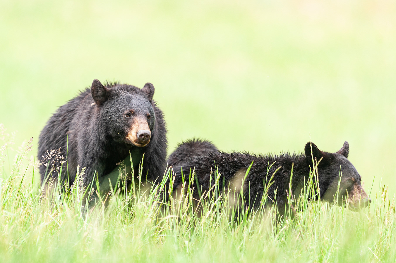 Black Bear, Cades Cove