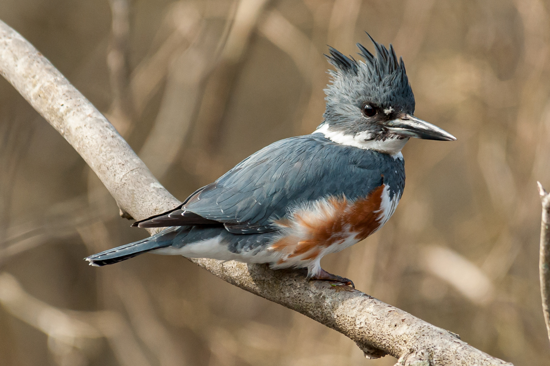 Belted Kingfisher, Bombay Hook National Wildlife Refuge