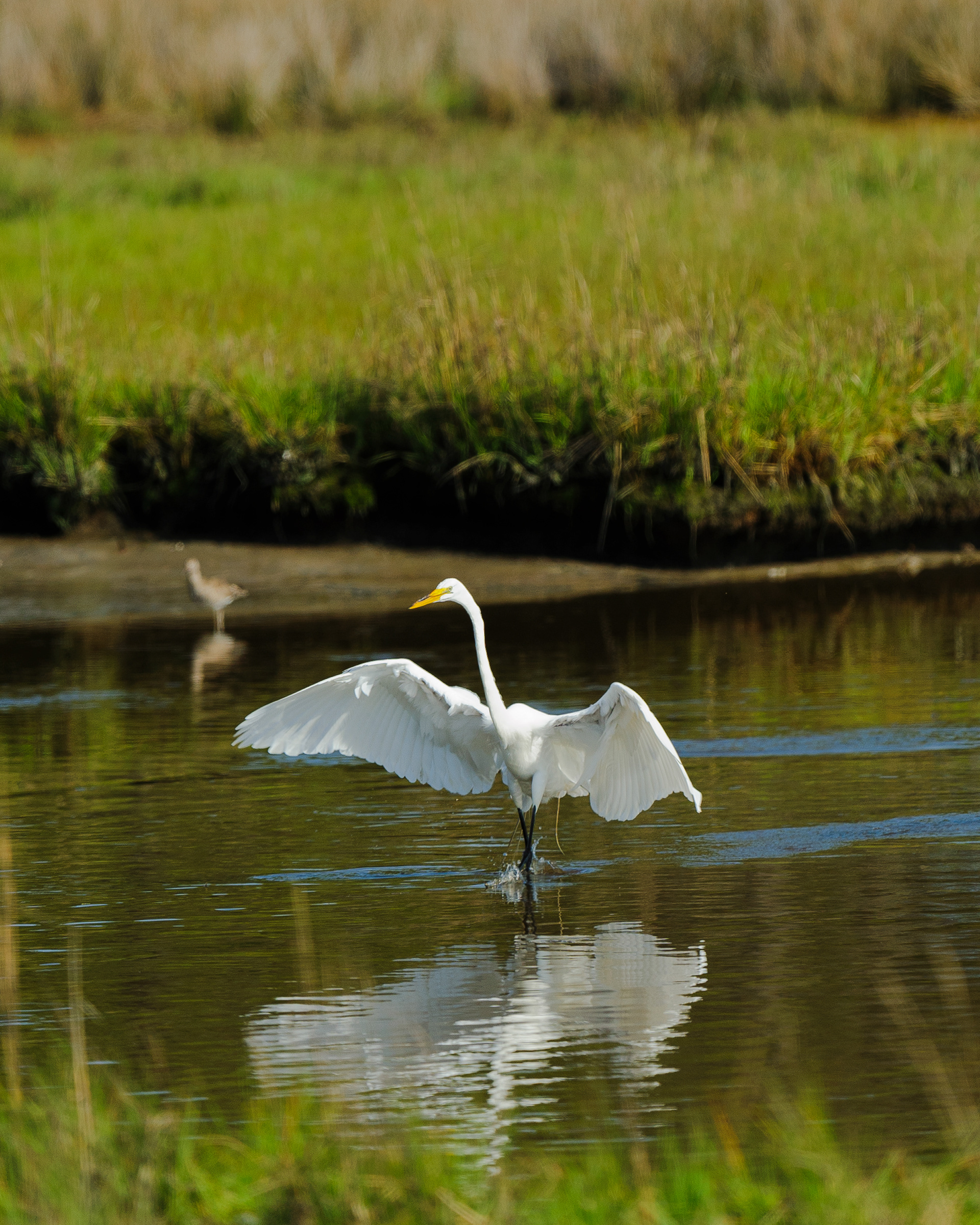 Great Egret, Assateague Island National Seashore
