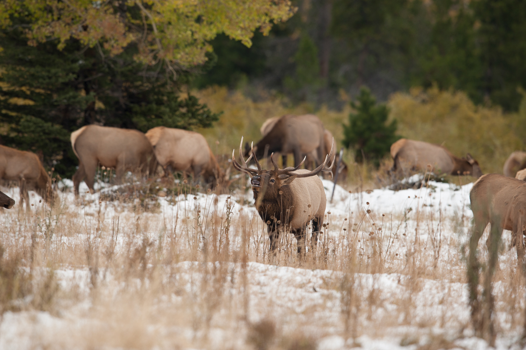 Elk, Rocky Mountain National Park