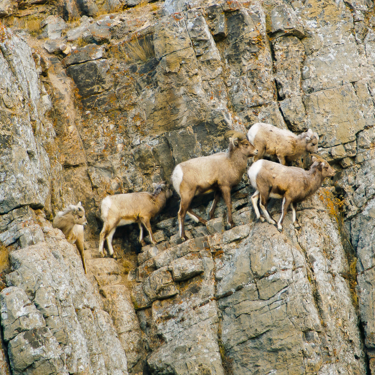 Big Horn Sheep, Jackson Hole Wyoming