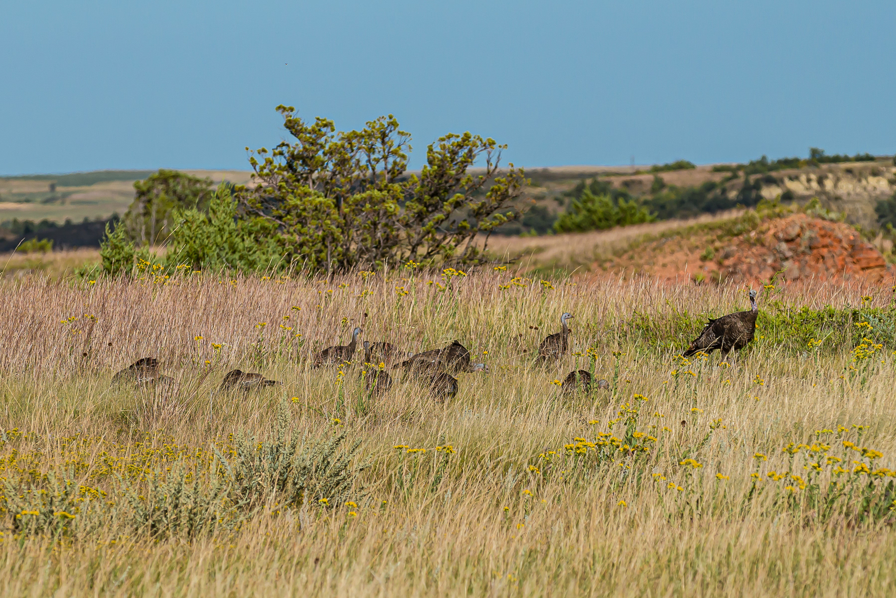 Wild Turkey, Teddy Roosevelt National Park