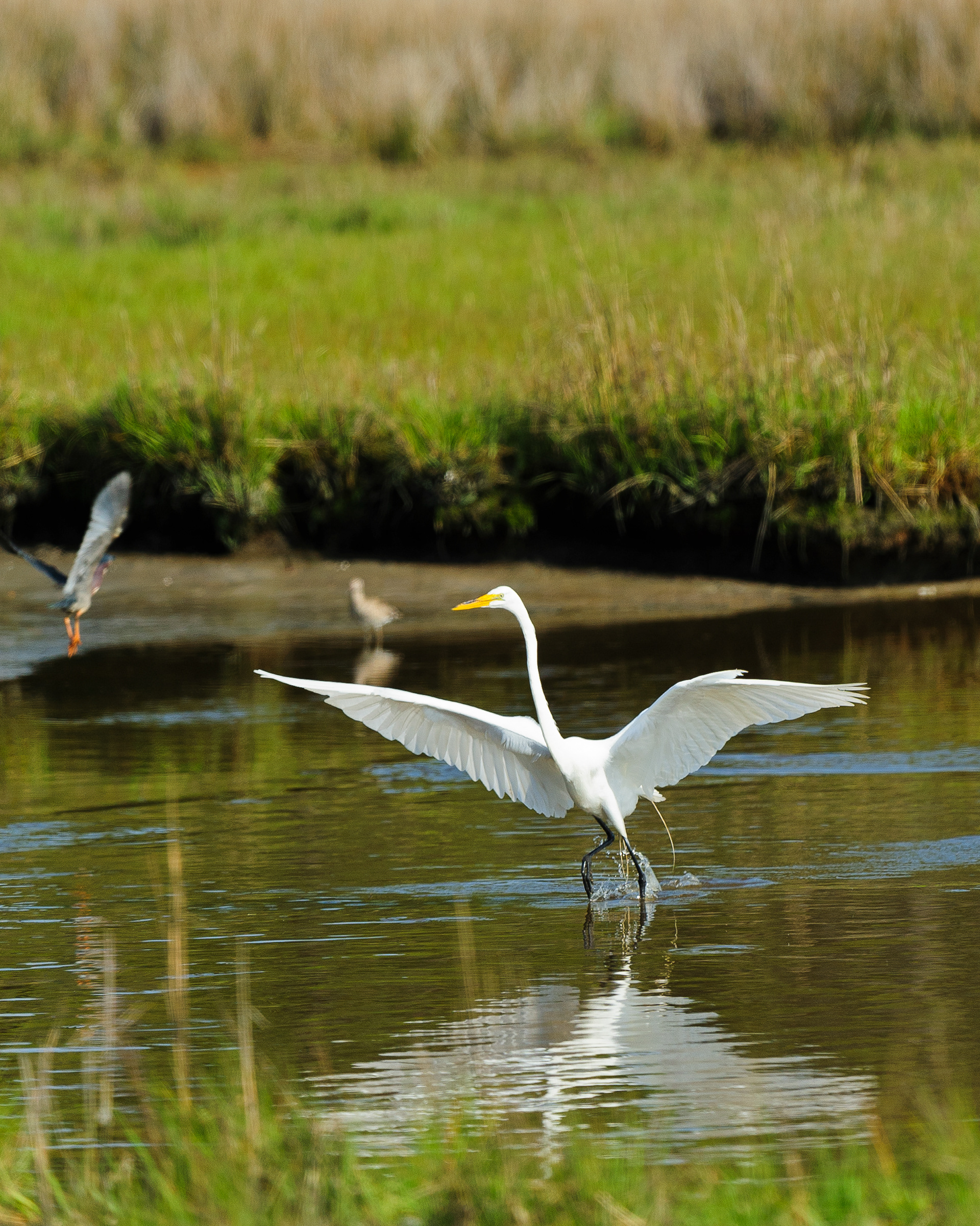 Great Egret, Assateague Island National Seashore